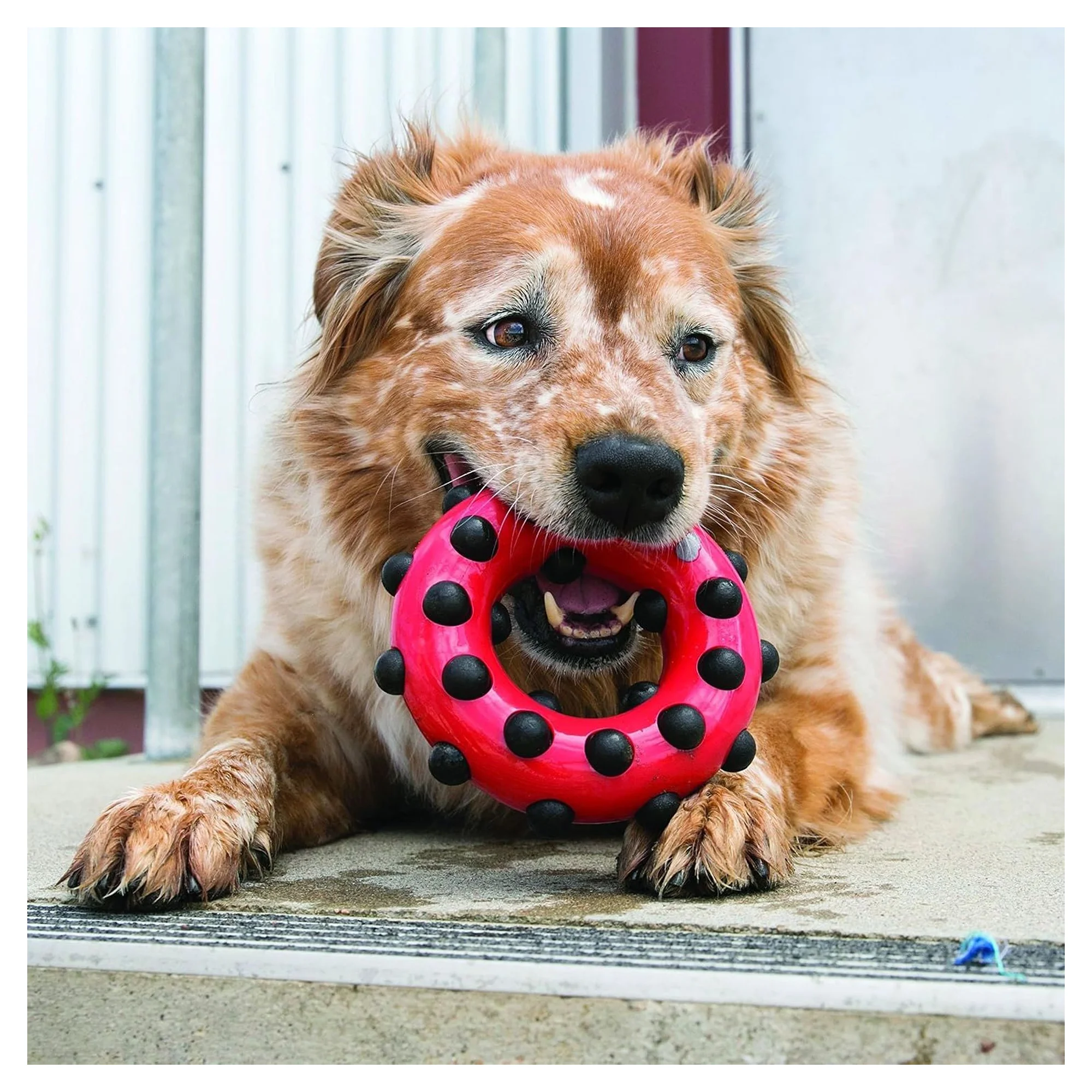 Kong Dotz Circle Halka Şeklinde Köpek Oyuncağı L — Plastik ve Kauçuk Oyuncaklar, 330 g — Görsel 4