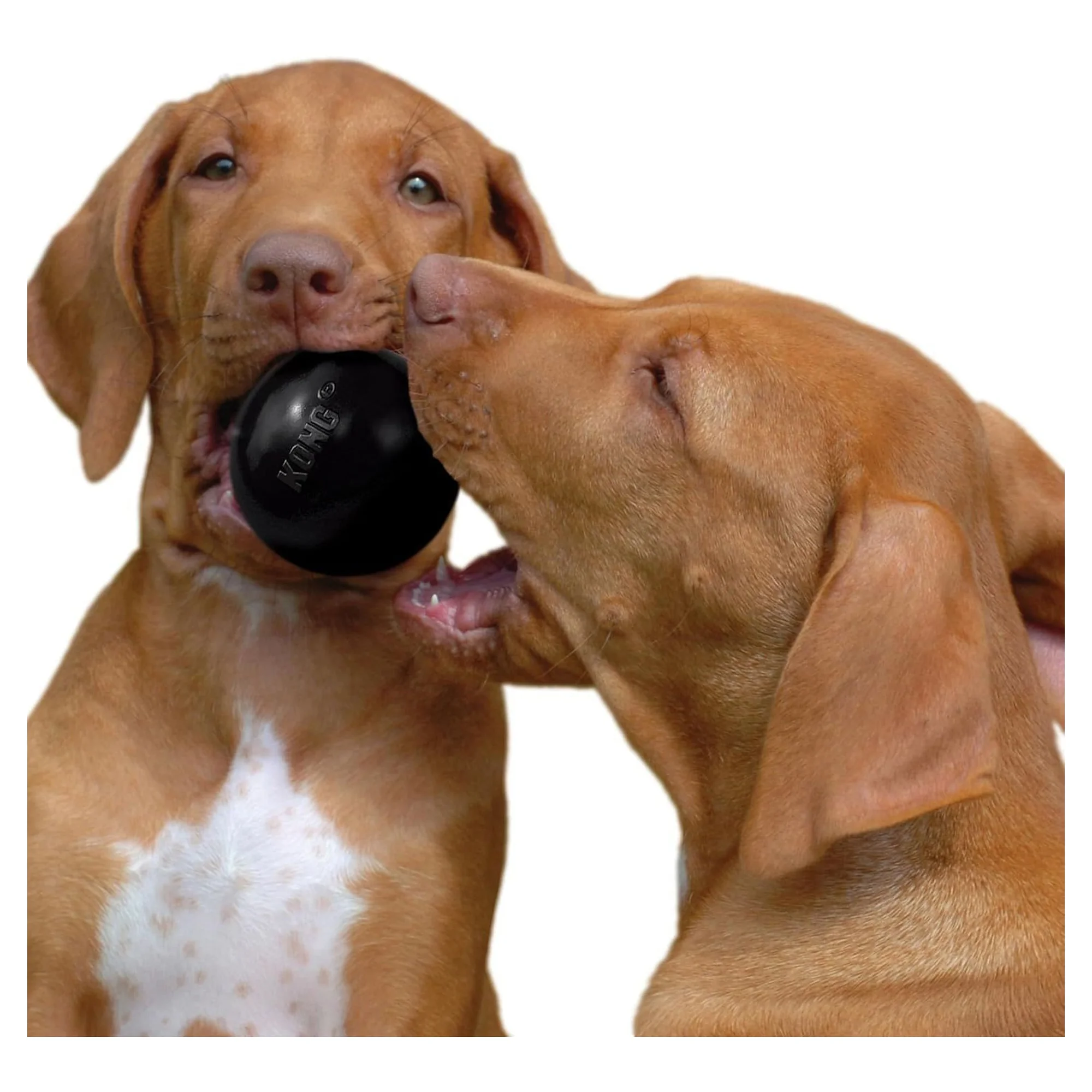 KONG Extreme Ultra Sert Köpek Top Oyuncağı M/L — Toplar, 140 g — Görsel 4
