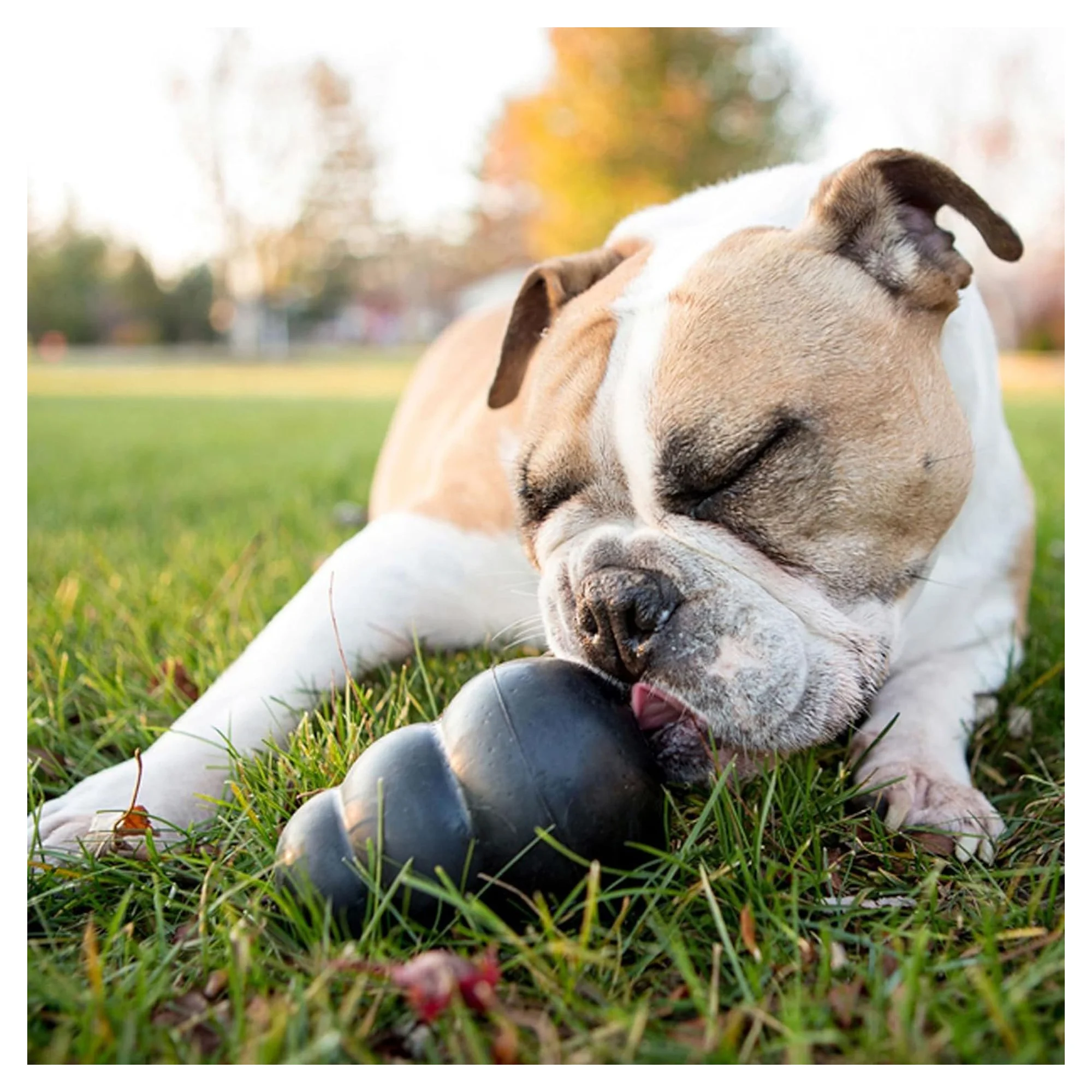 Kong Extreme Köpekler için Çok Amaçlı Isırma Oyuncağı Ultra Sert XXL — Oyuncaklar, 720 g — Görsel 6