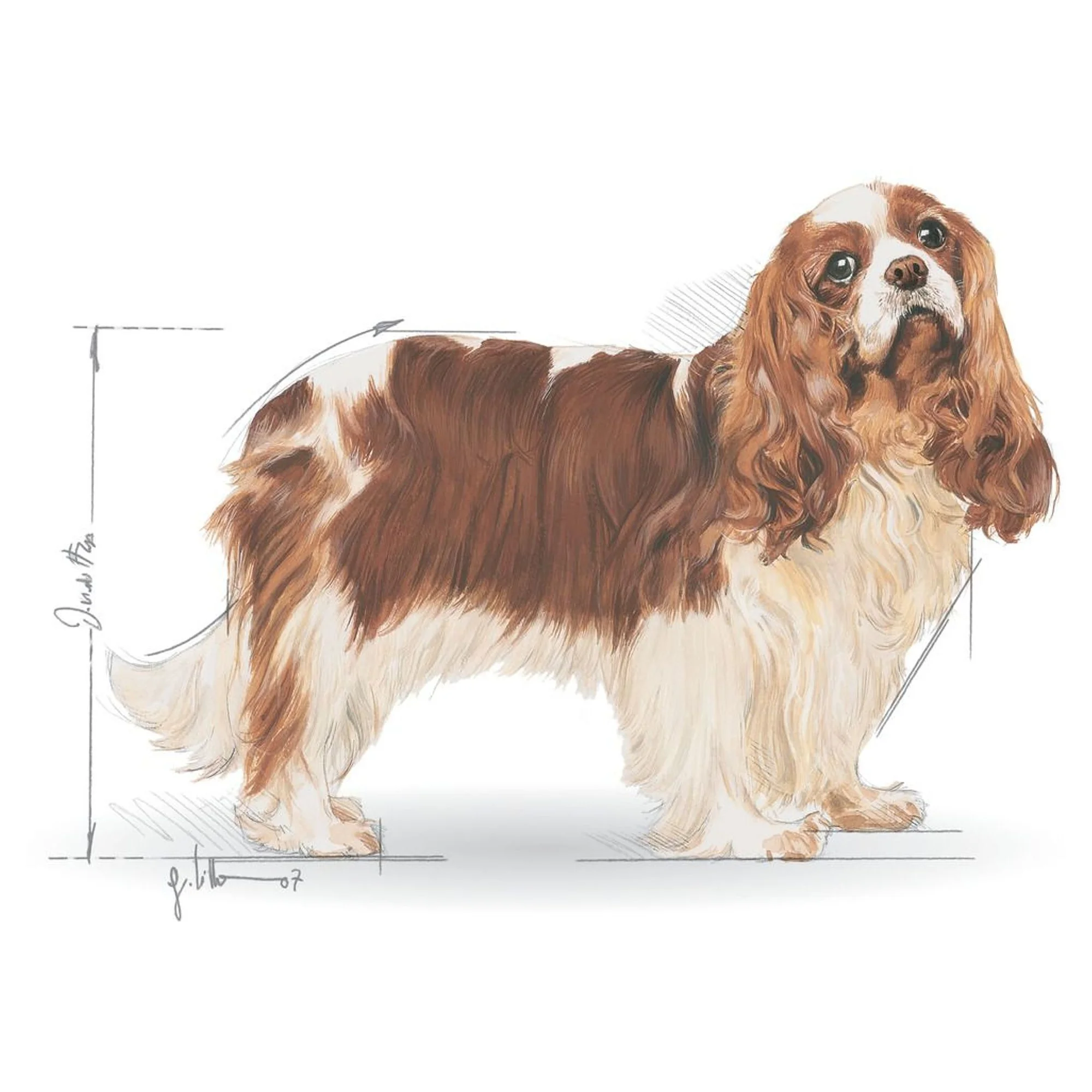 Royal Canin Royal Canin Adult Cavalier King Charles Yetişkin Köpek Maması 1.5 KG — Normal, 1.6 kg — Görsel 2