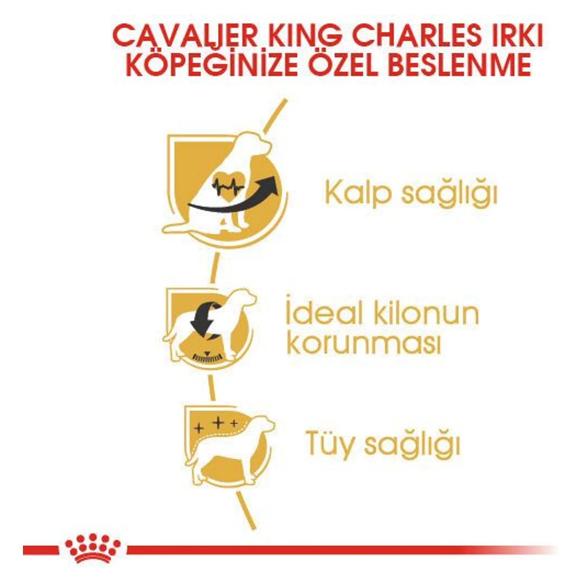 Royal Canin Royal Canin Adult Cavalier King Charles Yetişkin Köpek Maması 1.5 KG — Normal, 1.6 kg — Görsel 3