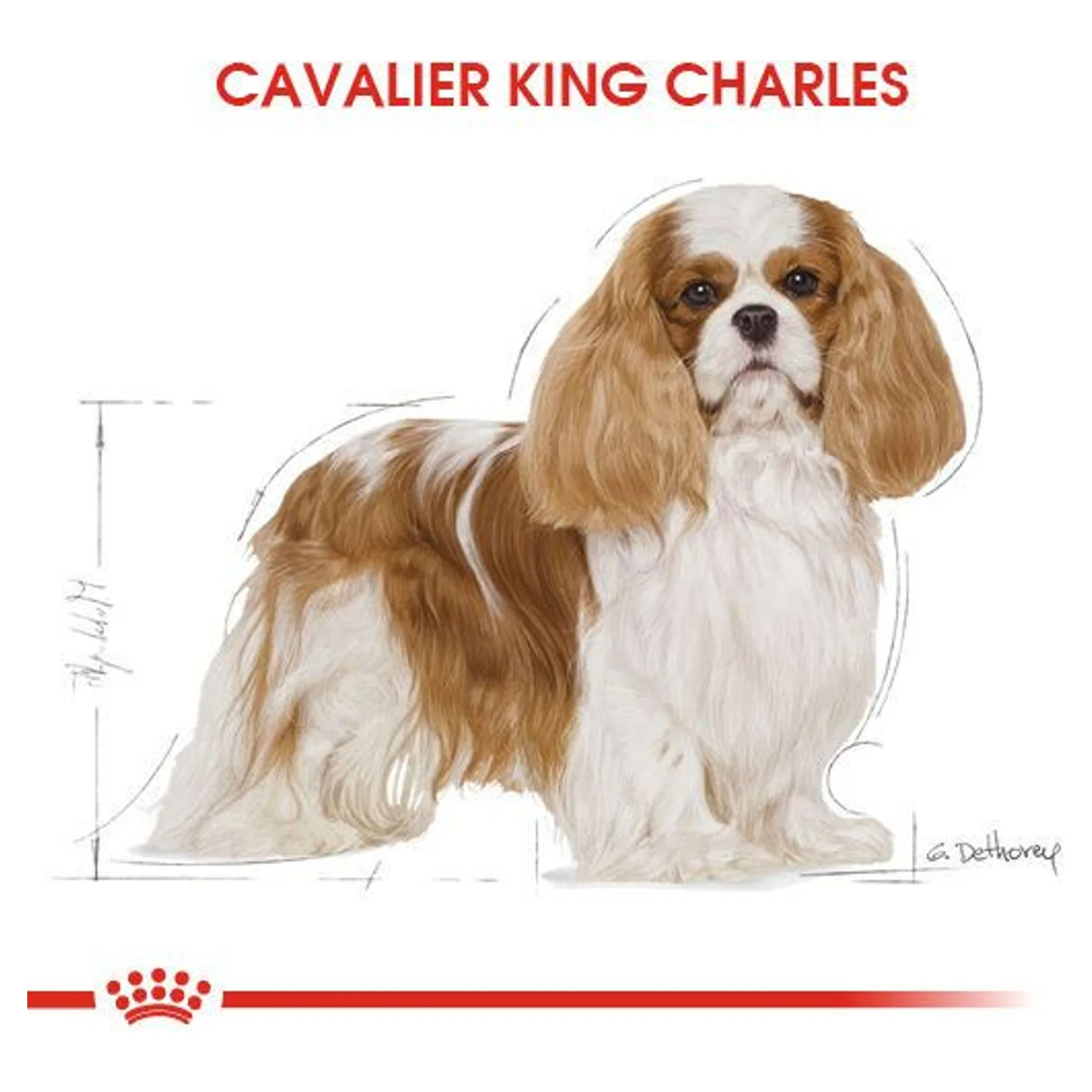 Royal Canin Royal Canin Adult Cavalier King Charles Yetişkin Köpek Maması 1.5 KG — Normal, 1.6 kg — Görsel 4