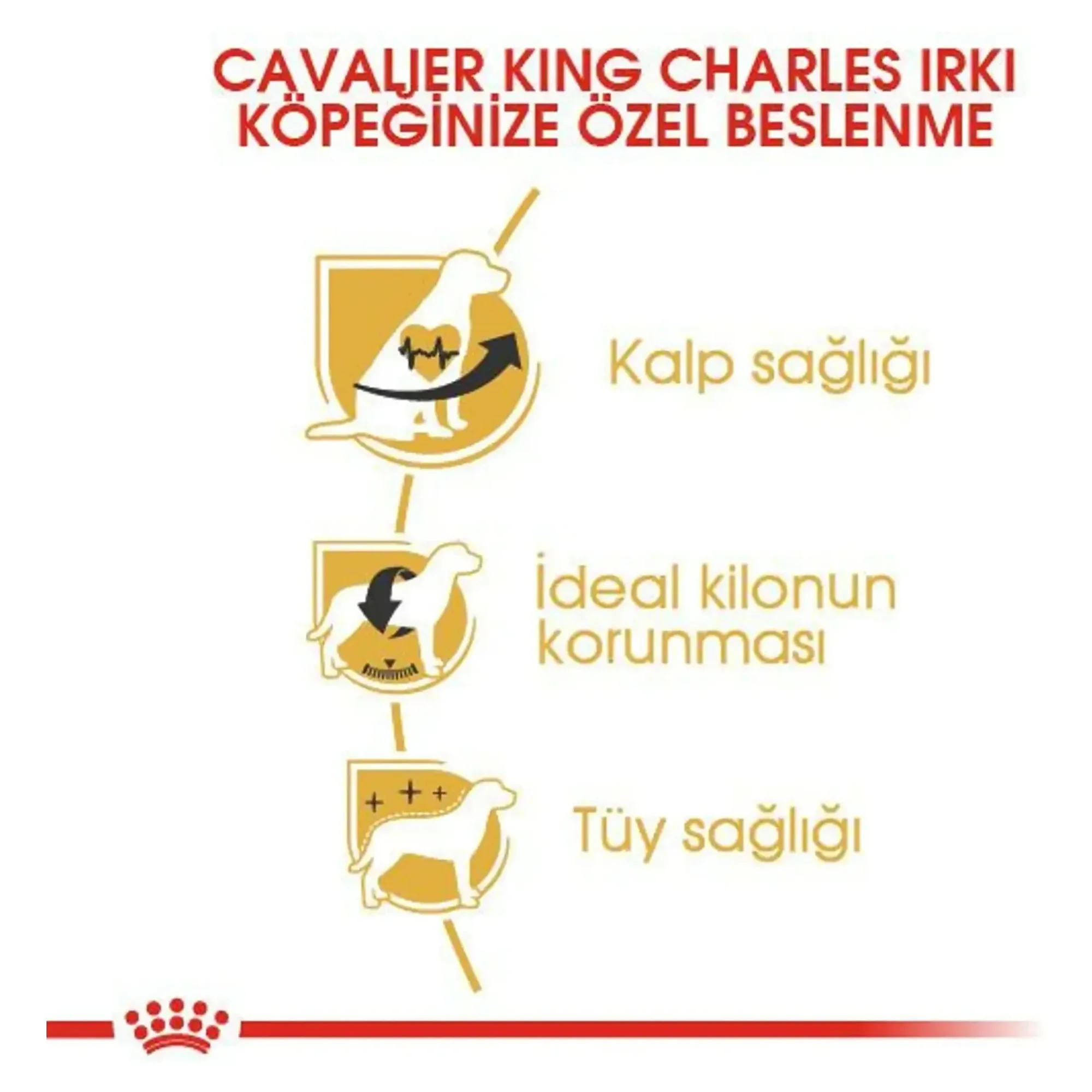 Royal Canin Royal Canin Adult Cavalier King Charles Yetişkin Köpek Maması 3 KG — Normal, 3.1 kg — Görsel 3