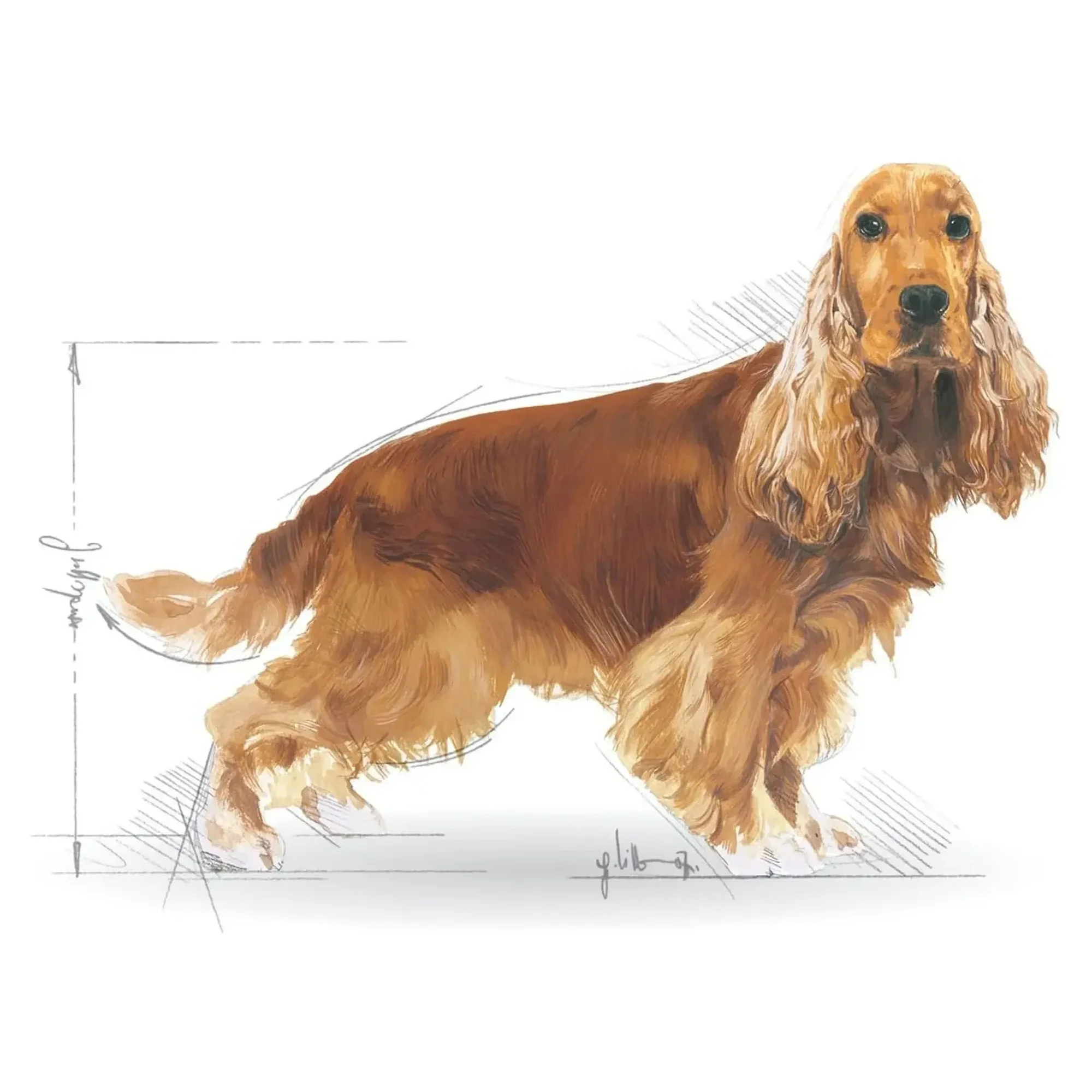 Royal Canin Royal Canin Cocker Yetişkin Köpek Maması 3 KG — Normal, 3.1 kg — Görsel 3