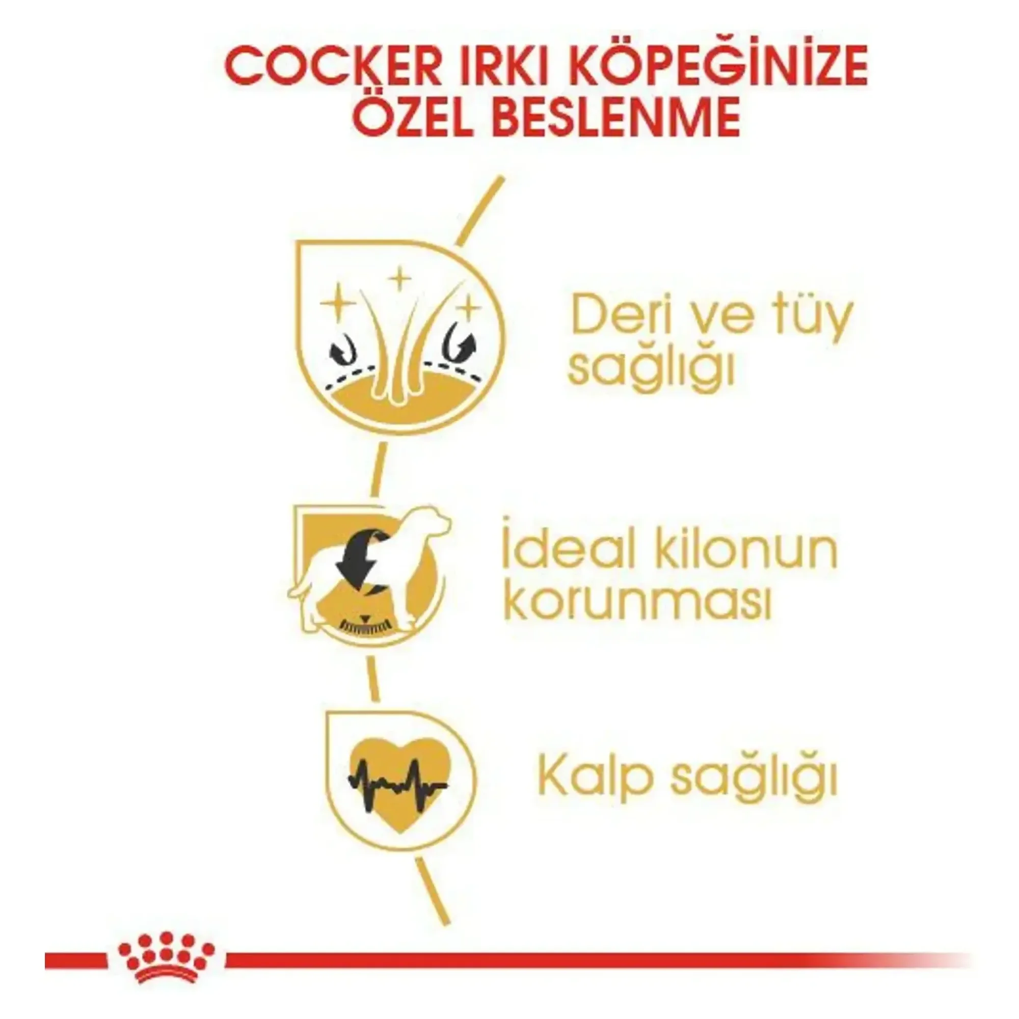 Royal Canin Royal Canin Cocker Yetişkin Köpek Maması 3 KG — Normal, 3.1 kg — Görsel 4