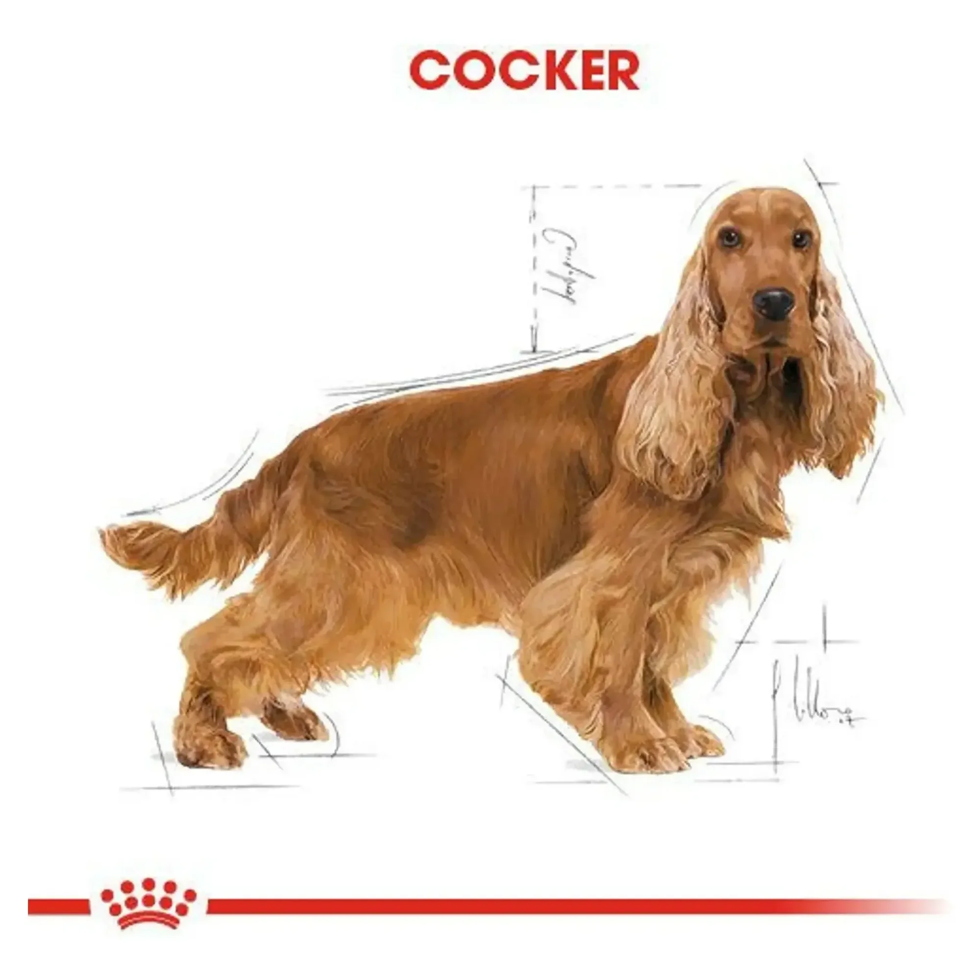 Royal Canin Royal Canin Cocker Yetişkin Köpek Maması 3 KG — Normal, 3.1 kg — Görsel 5