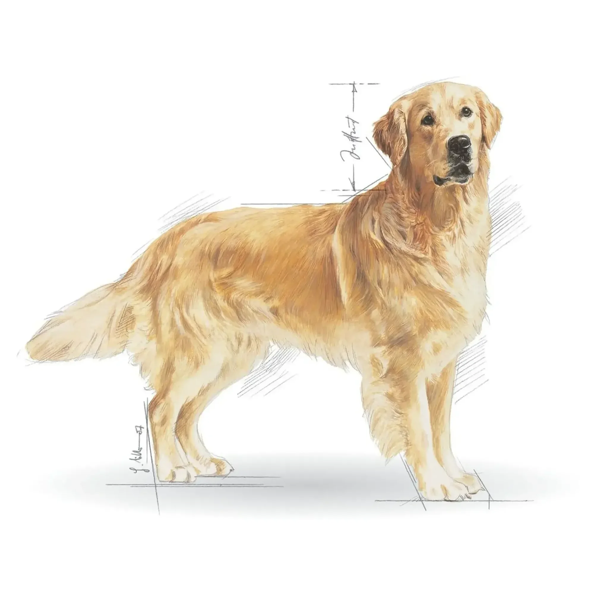 Royal Canin Royal Canin Golden Retriever Yetişkin Köpek Maması 12 KG — Normal, 12.3 kg — Görsel 2