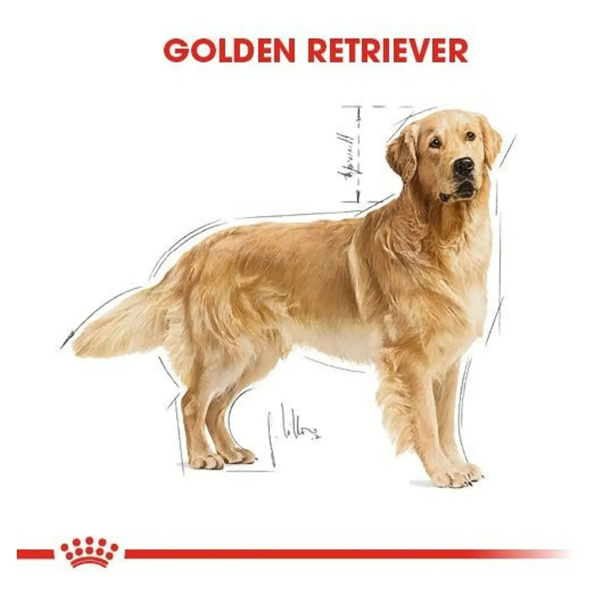 Royal Canin Royal Canin Golden Retriever Yetişkin Köpek Maması 12 KG — Normal, 12.3 kg — Görsel 4