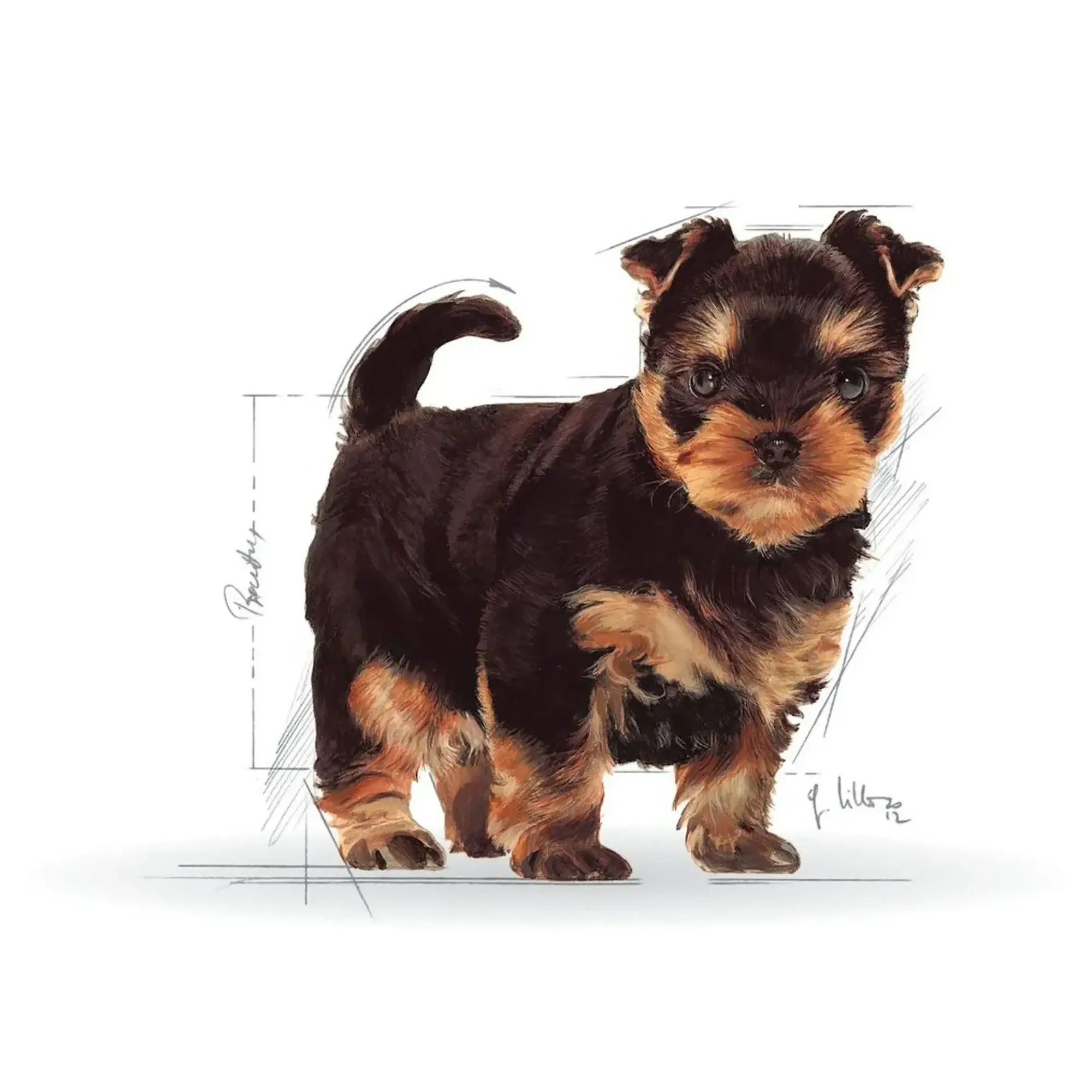 Royal Canin Royal Canin Puppy Yorkshire Terrier Yavru Köpek Maması 1.5 KG — Normal, 1.6 kg — Görsel 3