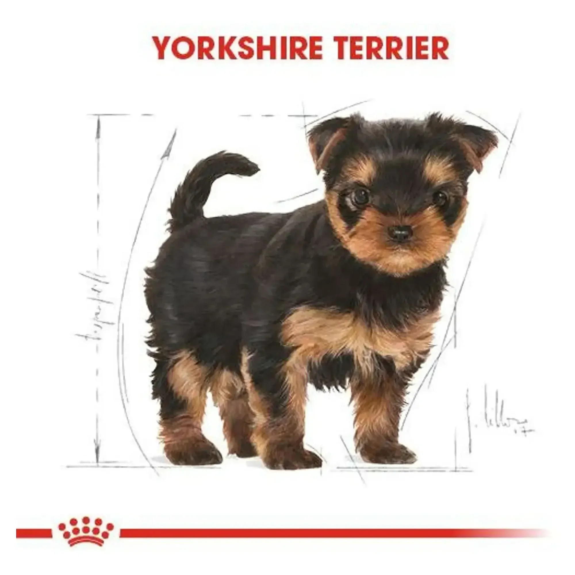 Royal Canin Royal Canin Puppy Yorkshire Terrier Yavru Köpek Maması 1.5 KG — Normal, 1.6 kg — Görsel 5