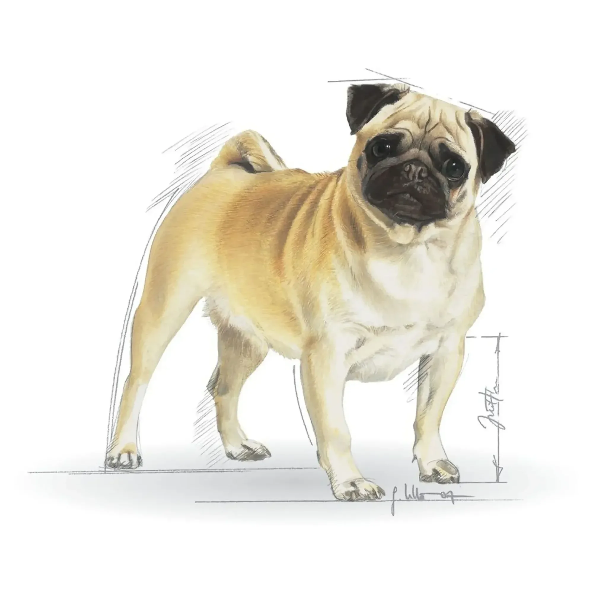 Royal Canin Royal Canin Pug Yetişkin Köpek Maması 1.5 KG — Normal, 1.6 kg — Görsel 3