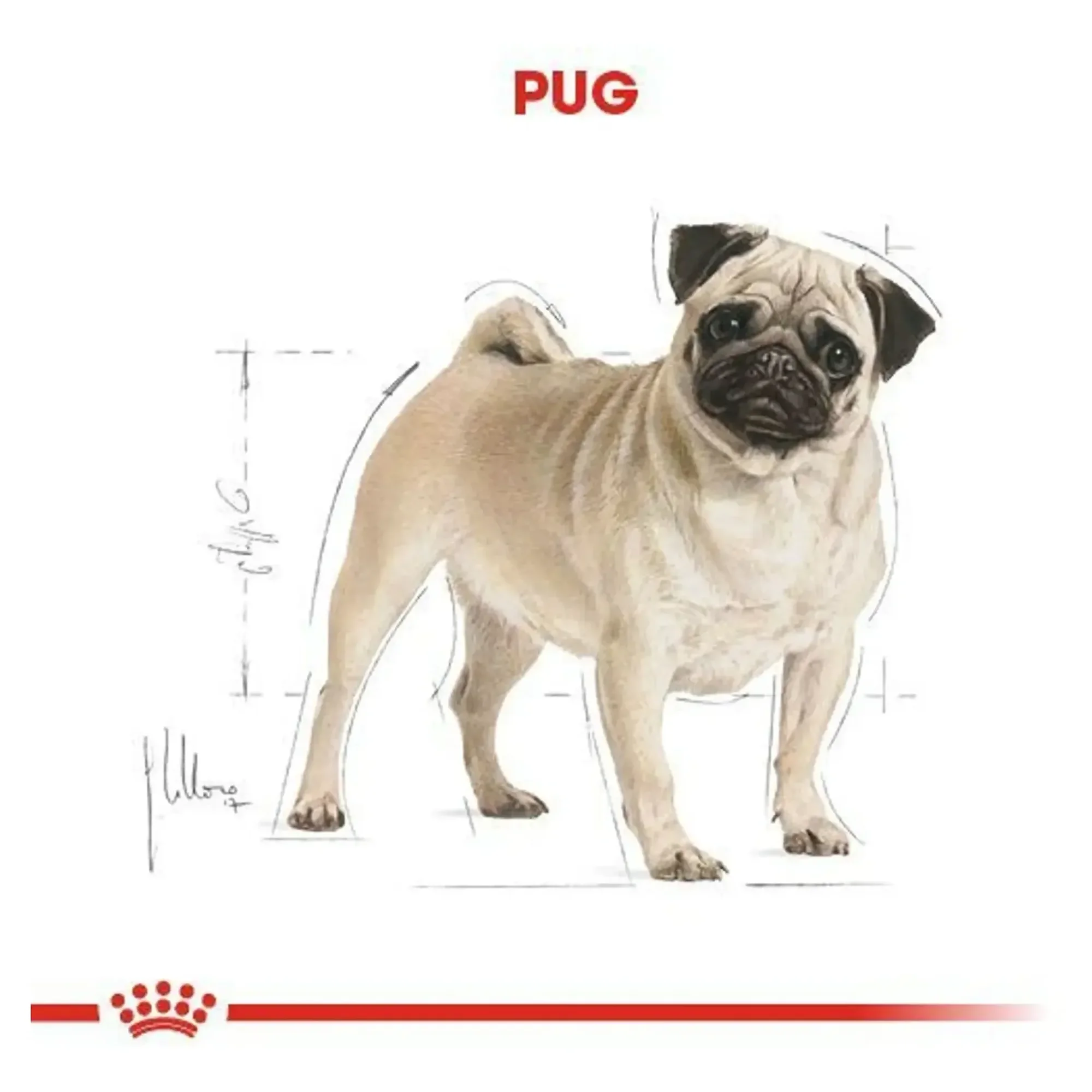 Royal Canin Royal Canin Pug Yetişkin Köpek Maması 1.5 KG — Normal, 1.6 kg — Görsel 4