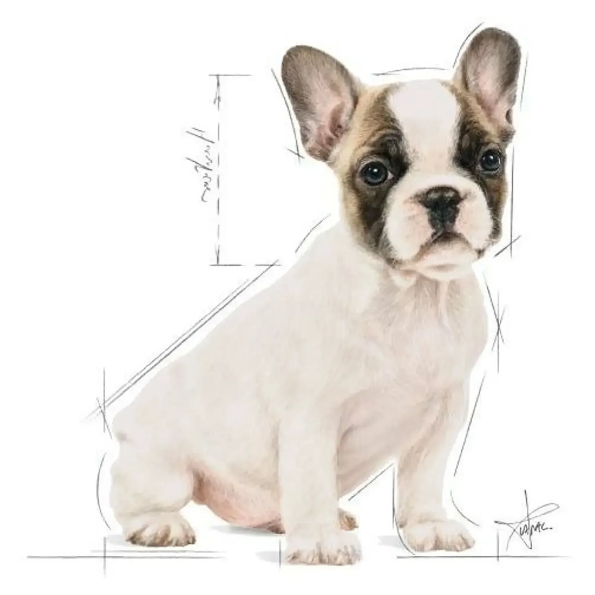 Royal Canin Royal Canin French Bulldog Junior Yavru Köpek Maması 3 KG — Normal, 3.5 kg — Görsel 3