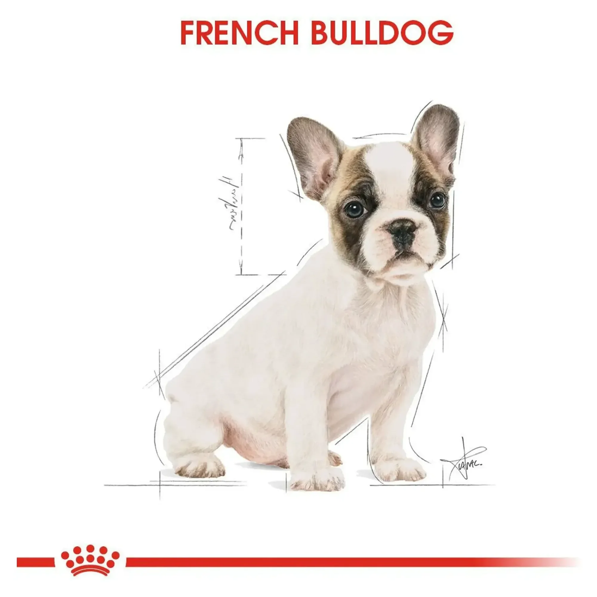 Royal Canin Royal Canin French Bulldog Junior Yavru Köpek Maması 3 KG — Normal, 3.5 kg — Görsel 6