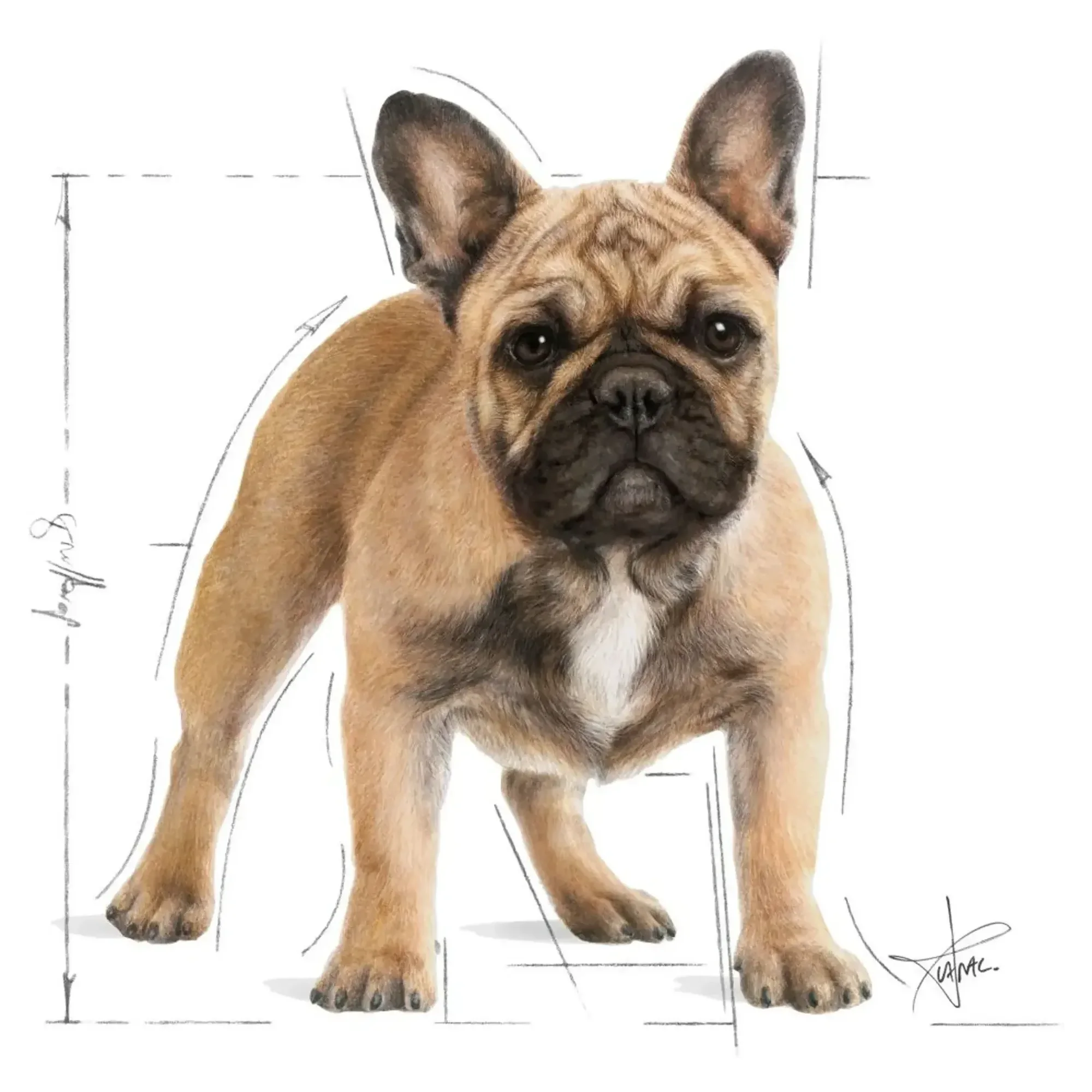 Royal Canin Royal Canin French Bulldog Yetişkin Köpek Maması 3 KG — Normal, 3.1 kg — Görsel 3