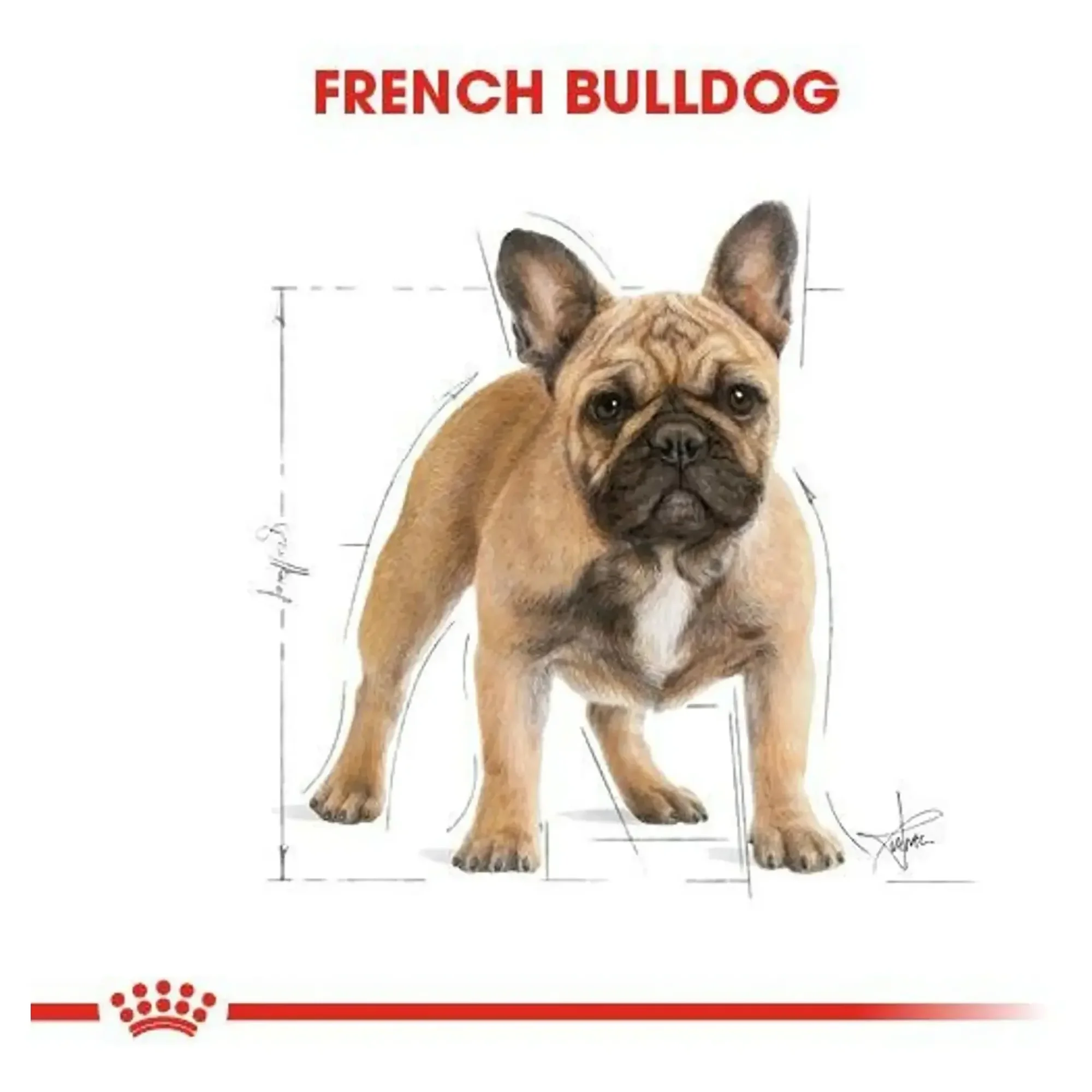 Royal Canin Royal Canin French Bulldog Yetişkin Köpek Maması 3 KG — Normal, 3.1 kg — Görsel 5