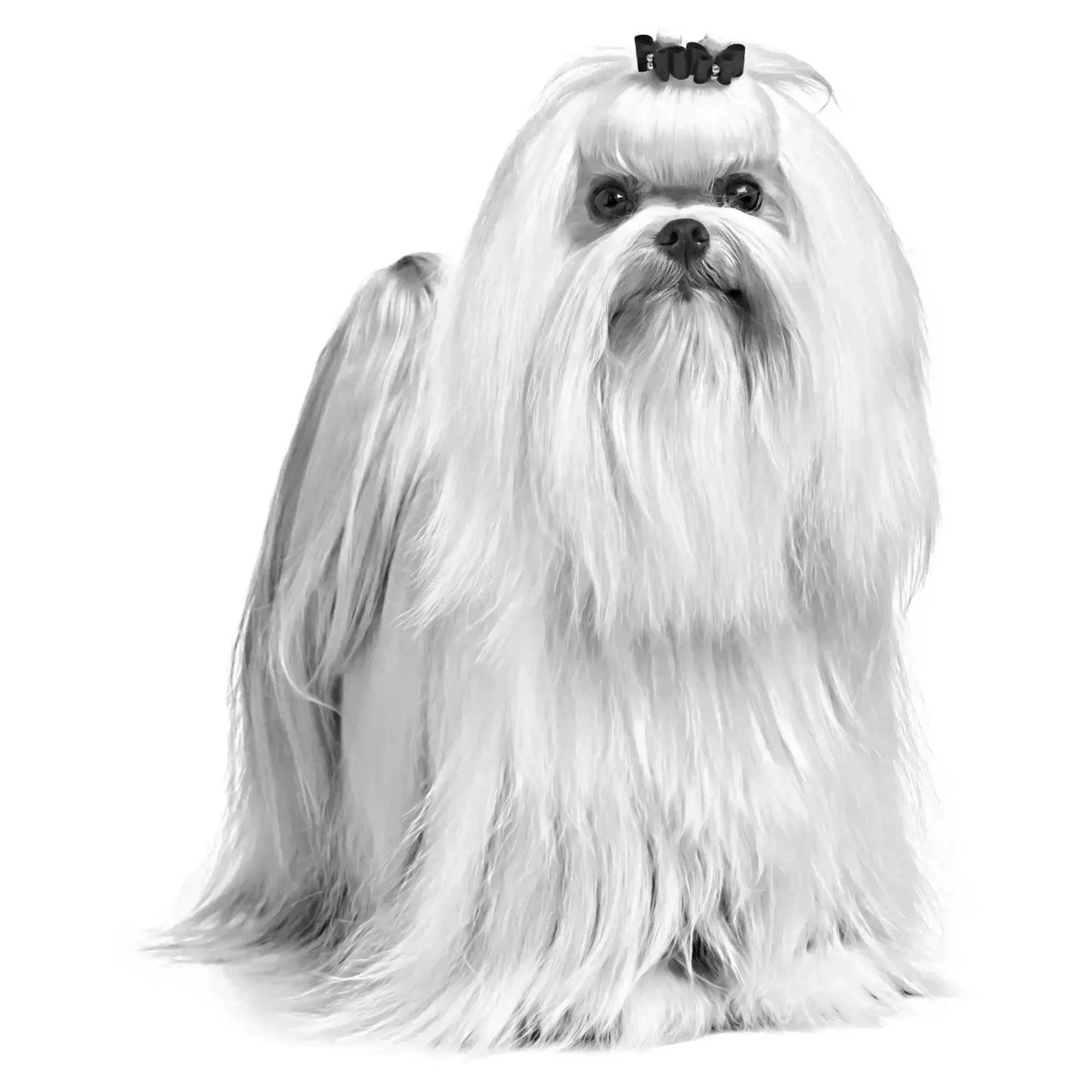Royal Canin Royal Canin Maltese Yetişkin Köpek Maması 1.5 KG — Normal, 1.5 kg — Görsel 3
