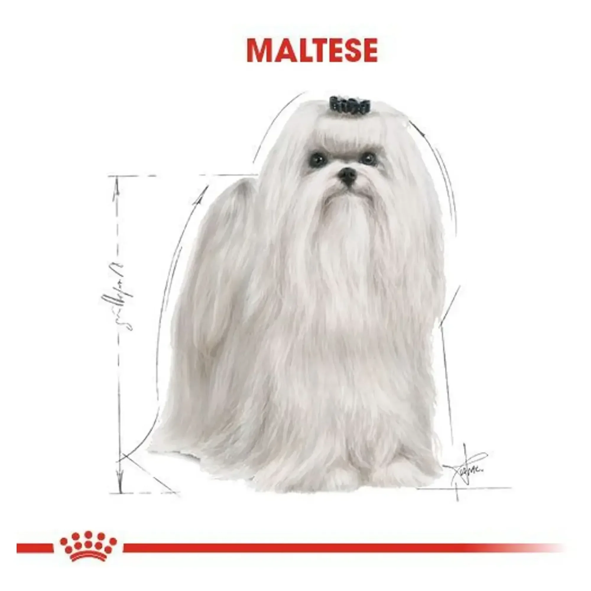 Royal Canin Royal Canin Maltese Yetişkin Köpek Maması 1.5 KG — Normal, 1.5 kg — Görsel 5