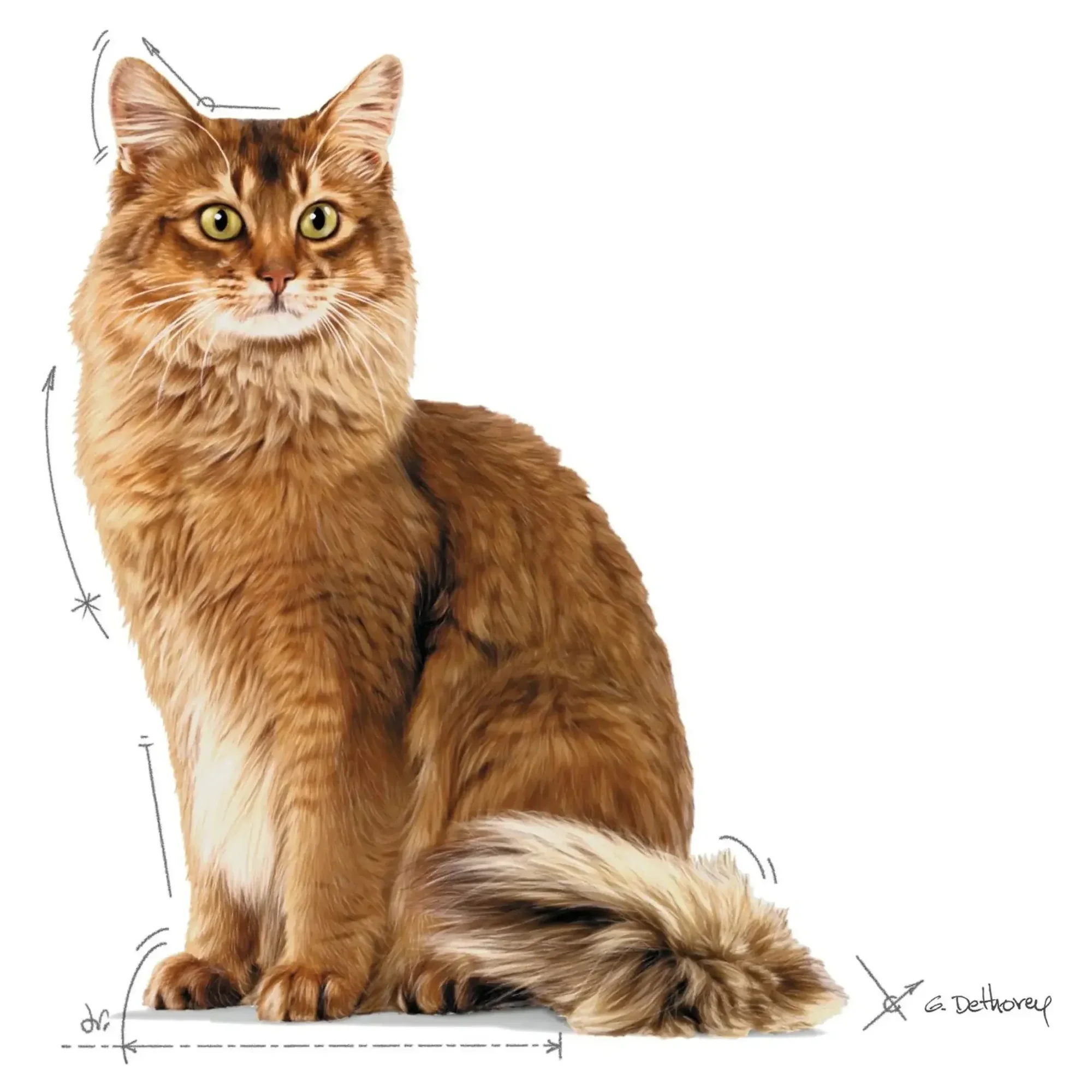 Royal Canin Royal Canin Care Light Weight Diyet Yaş Kedi Maması 85 G — 90 g — Görsel 3