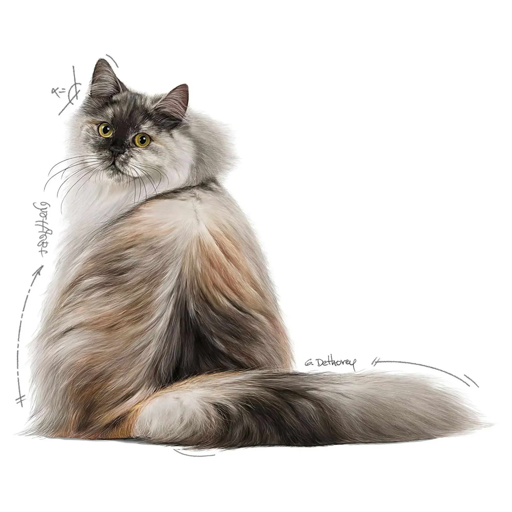 Royal Canin Royal Canin Care Hair&Skin Sağlıklı Tüyler İçin Yaş Kedi Maması 85 G — Normal, 90 g — Görsel 3