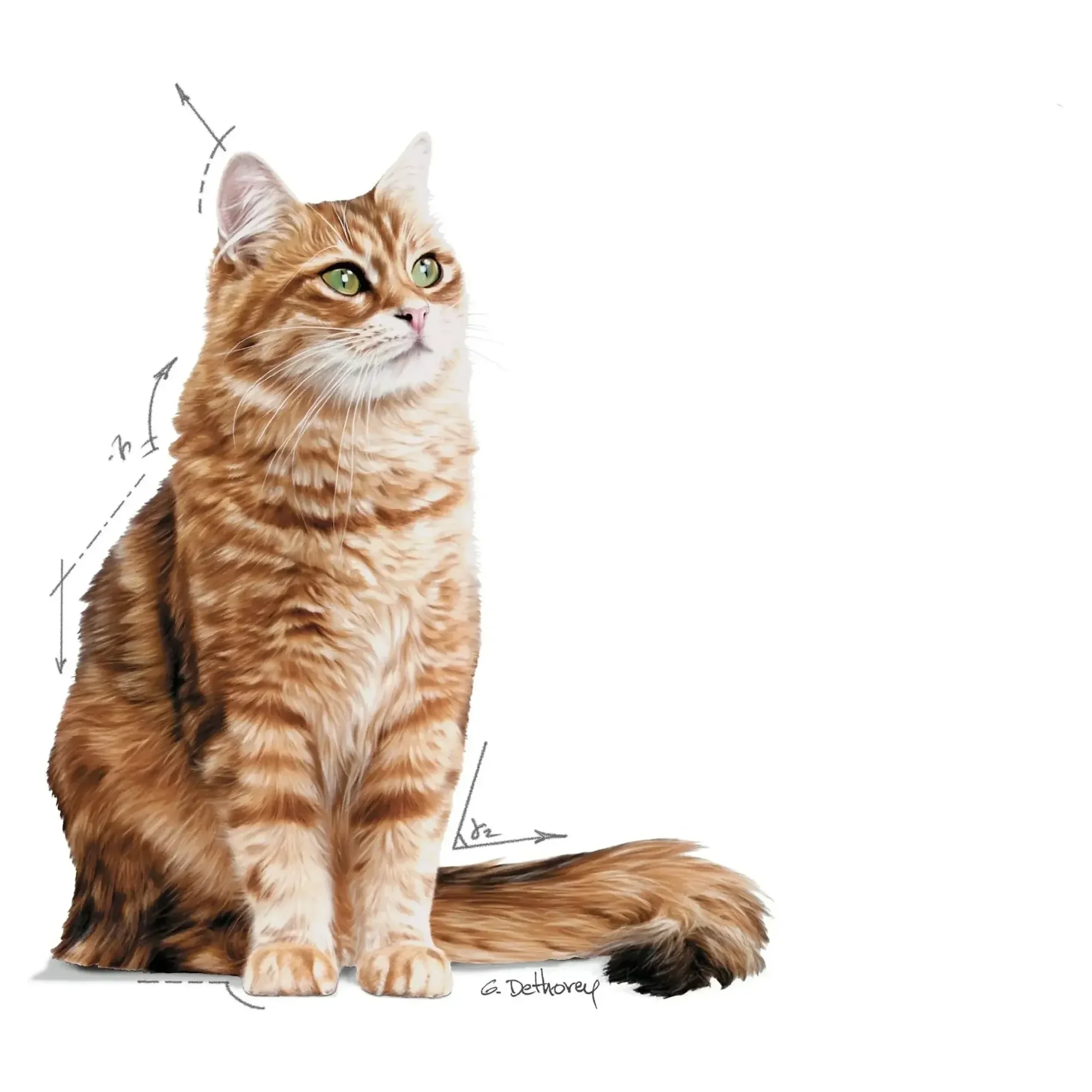Royal Canin Royal Canin Care Digest Sensitive Yüksek Sindirilebilir Yaş Kedi Maması 85 G — Normal, 90 g — Görsel 2