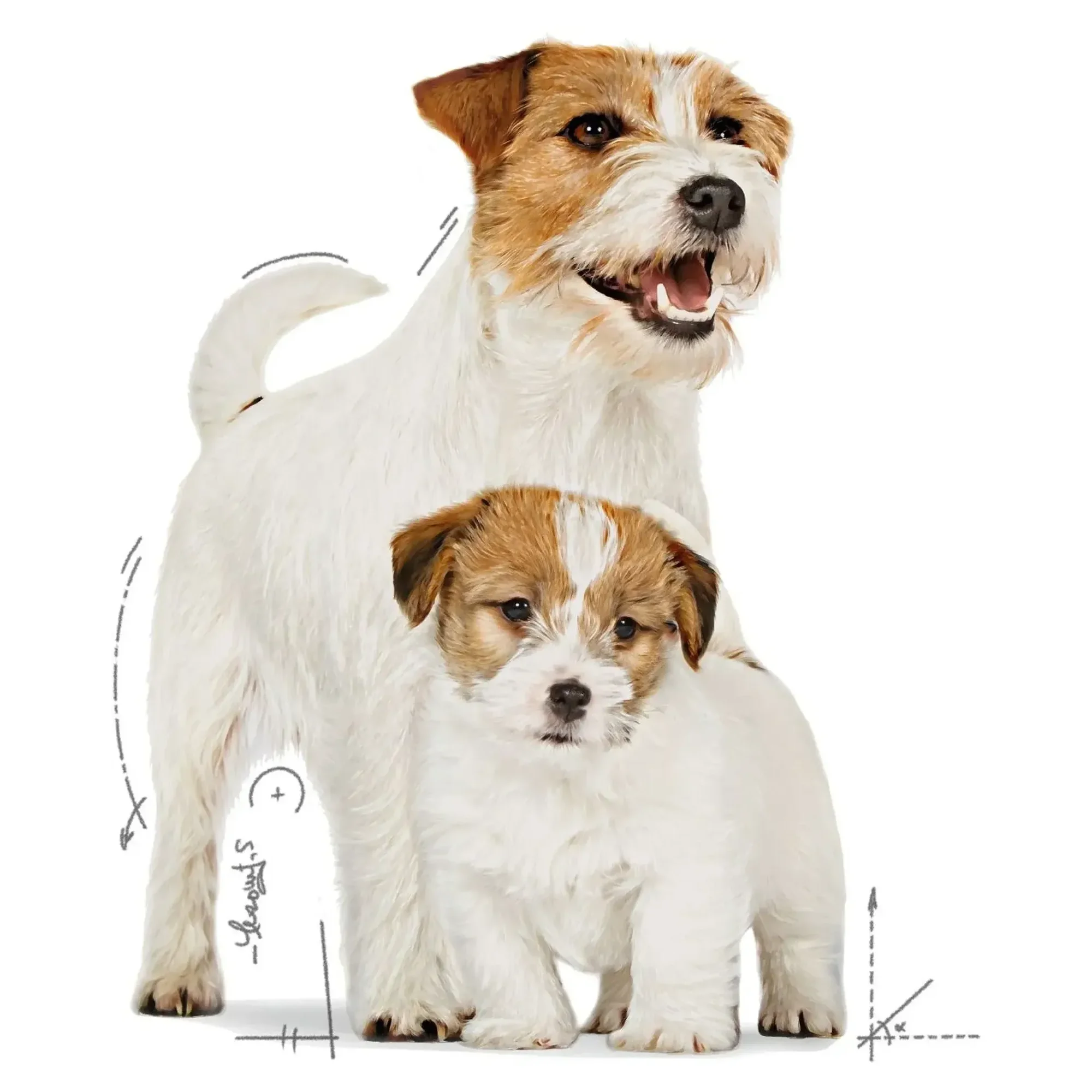 Royal Canin Royal Canin Starter Mousse Yavru Köpek Konservesi 195 G — Normal, 215 g — Görsel 3