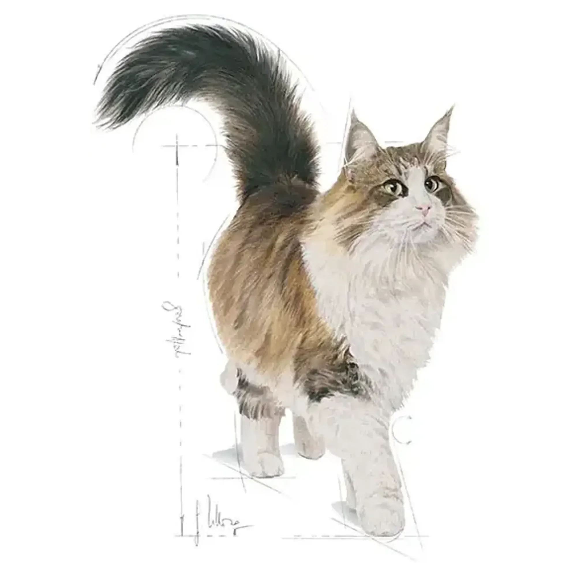 Royal Canin Royal Canin Gravy Sterilised Kısırlaştırılmış Yaş Kedi Maması 85 G — 90 g — Görsel 4
