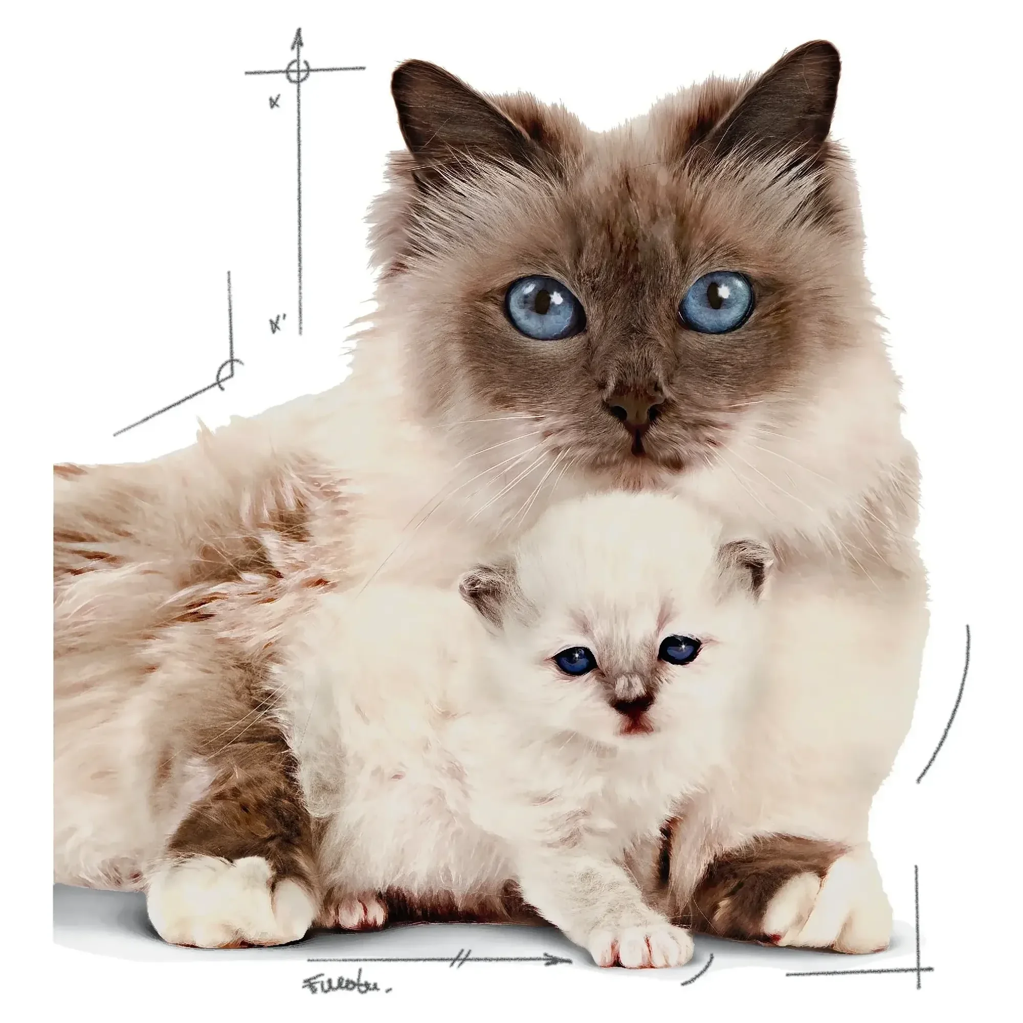 Royal Canin Royal Canin Mother&Babycat Kedi Konservesi 195 G — Normal, 210 g — Görsel 3