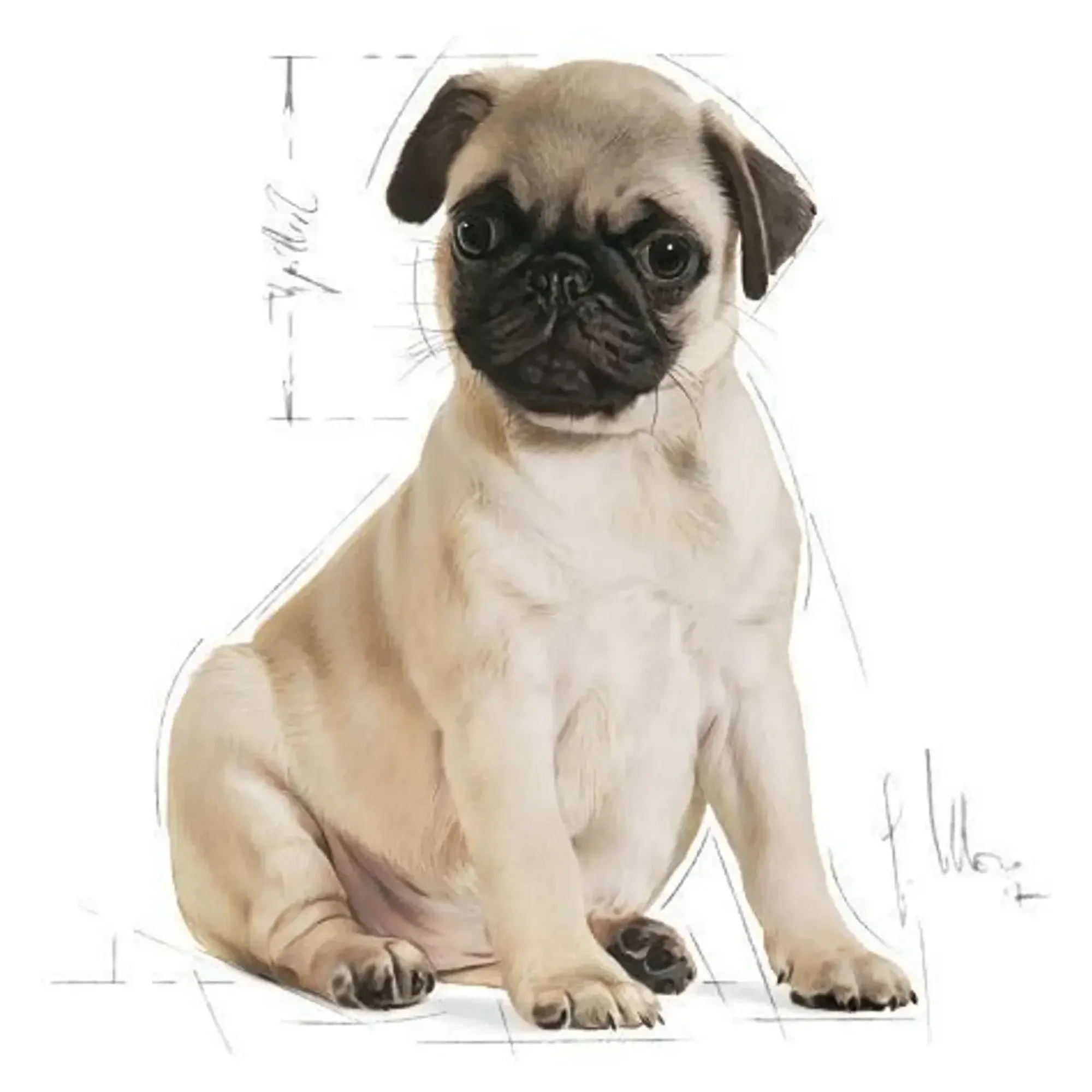 Royal Canin Royal Canin Pug Junior Yavru Köpek Maması 1.5 KG — Normal, 1.6 kg — Görsel 3