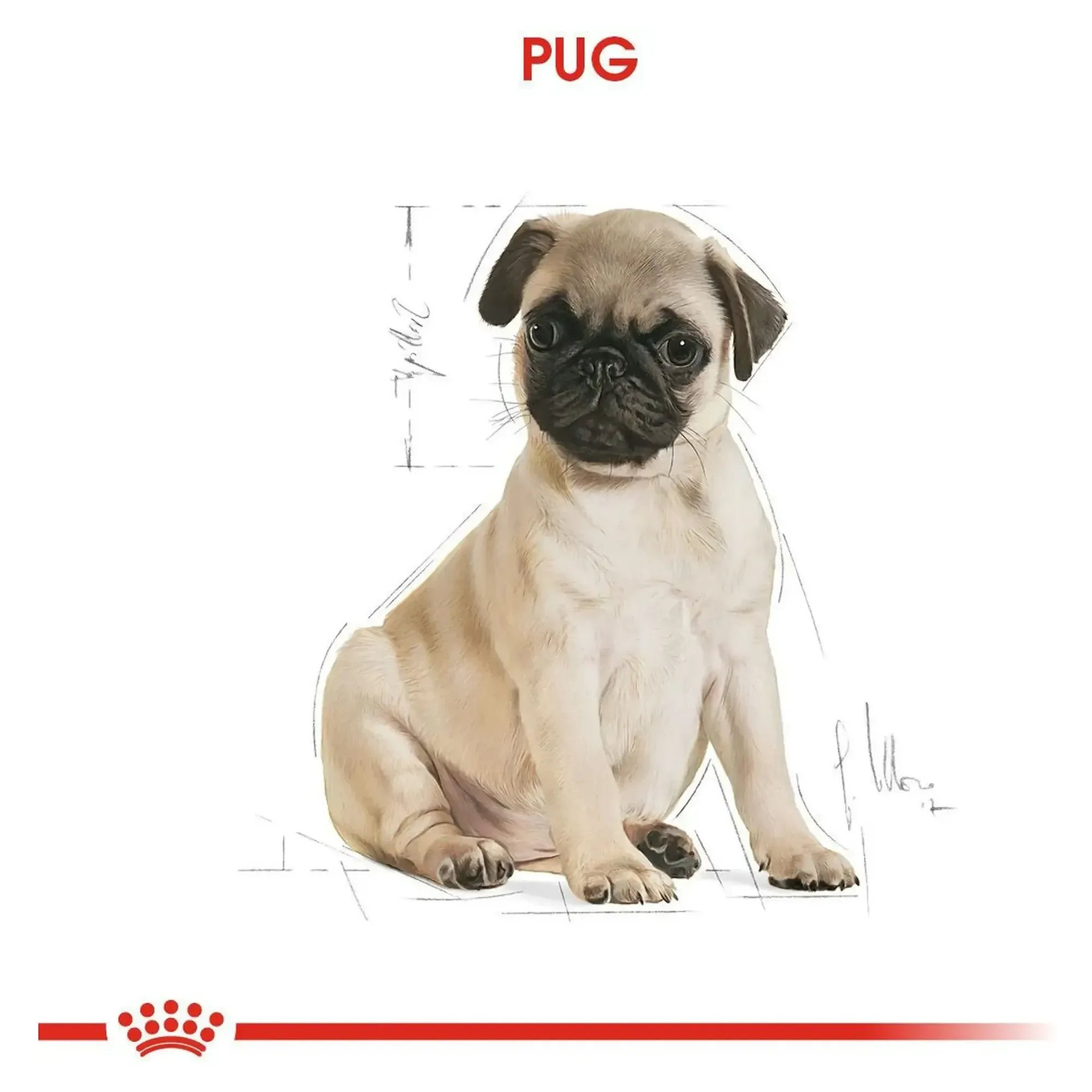 Royal Canin Royal Canin Pug Junior Yavru Köpek Maması 1.5 KG — Normal, 1.6 kg — Görsel 6