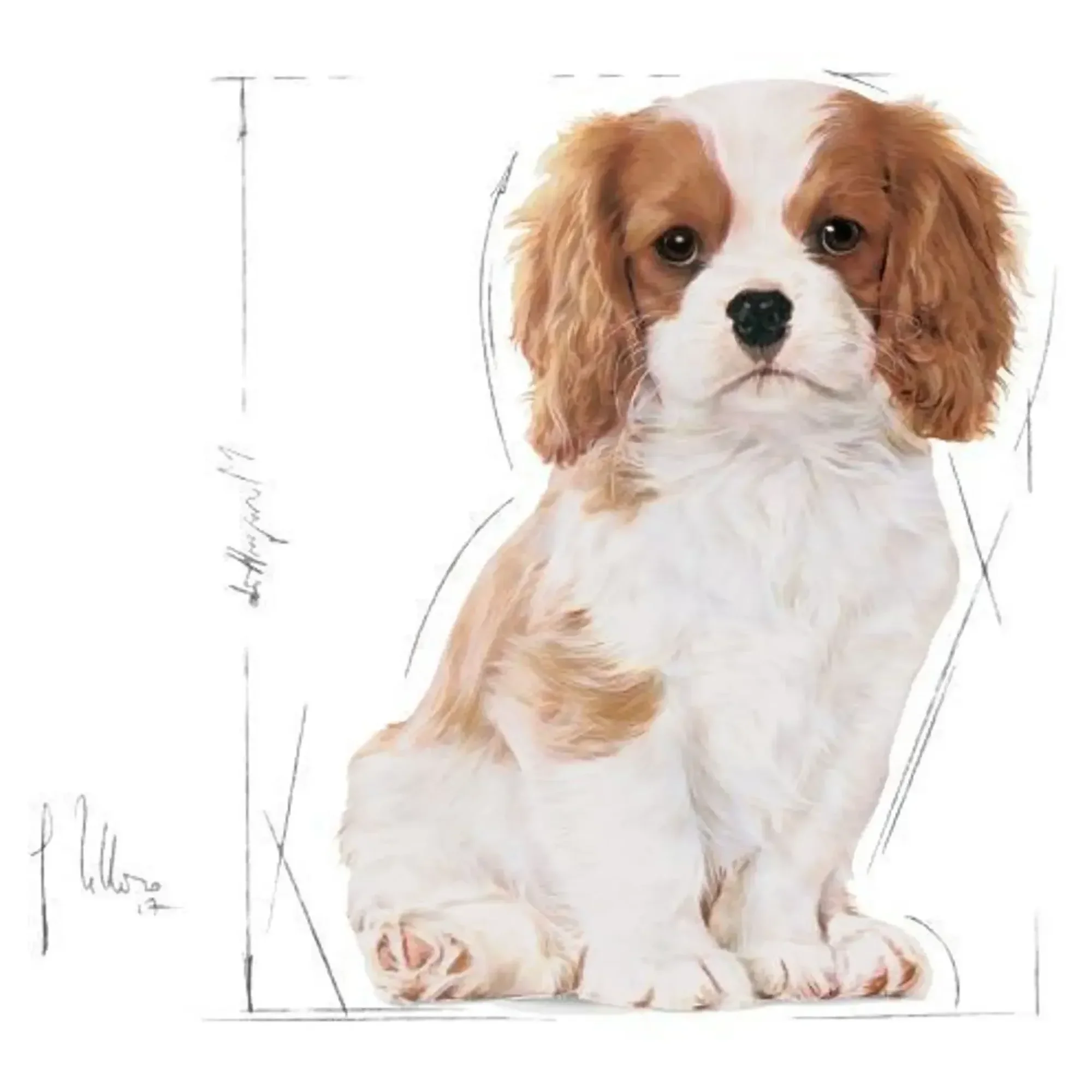 Royal Canin Royal Canin Puppy Cavalier King Charles Yavru Köpek Maması 1.5 KG — Normal, 1.6 kg — Görsel 2