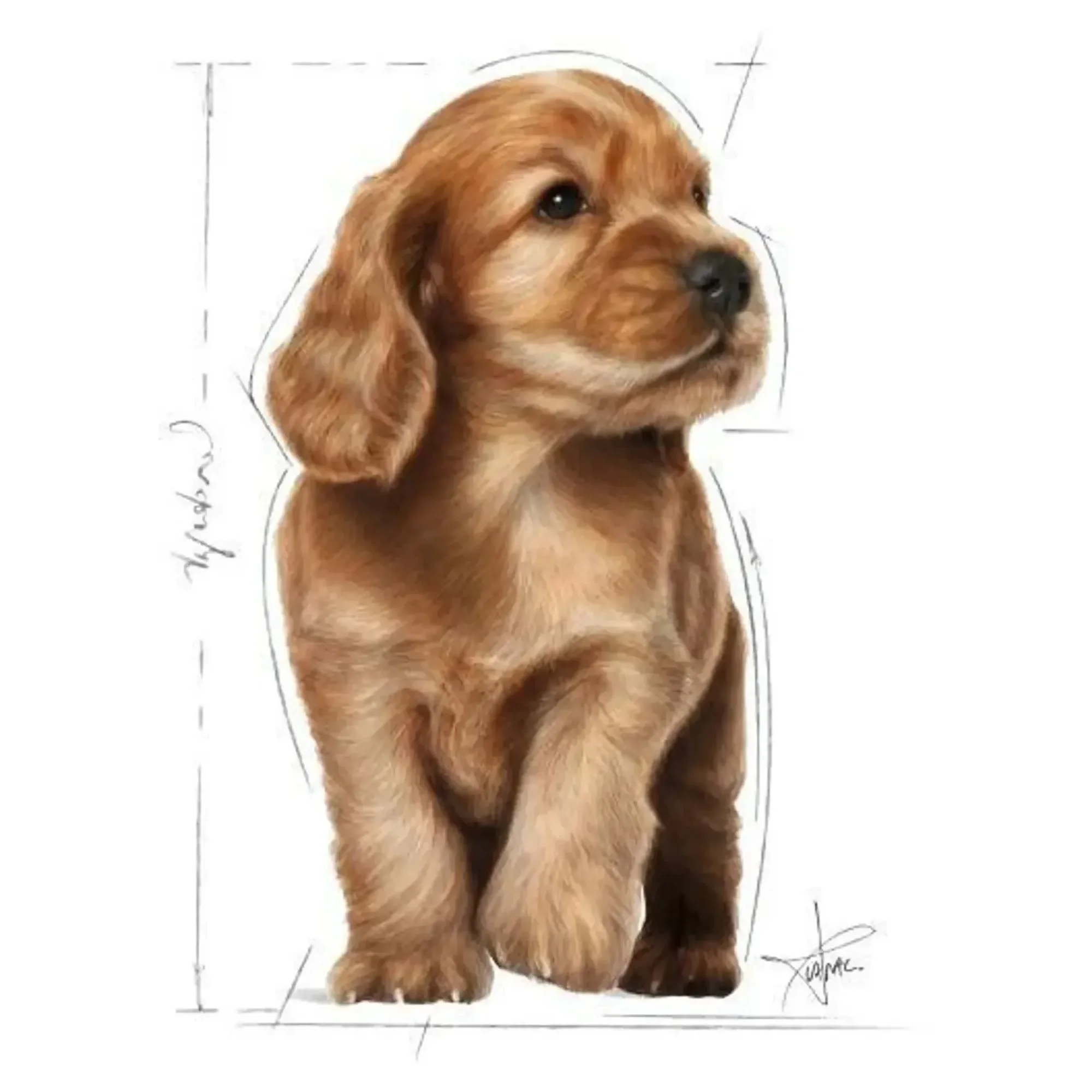 Royal Canin Royal Canin Cocker Junior Yavru Köpek Maması 3 KG — Normal, 3.1 kg — Görsel 3