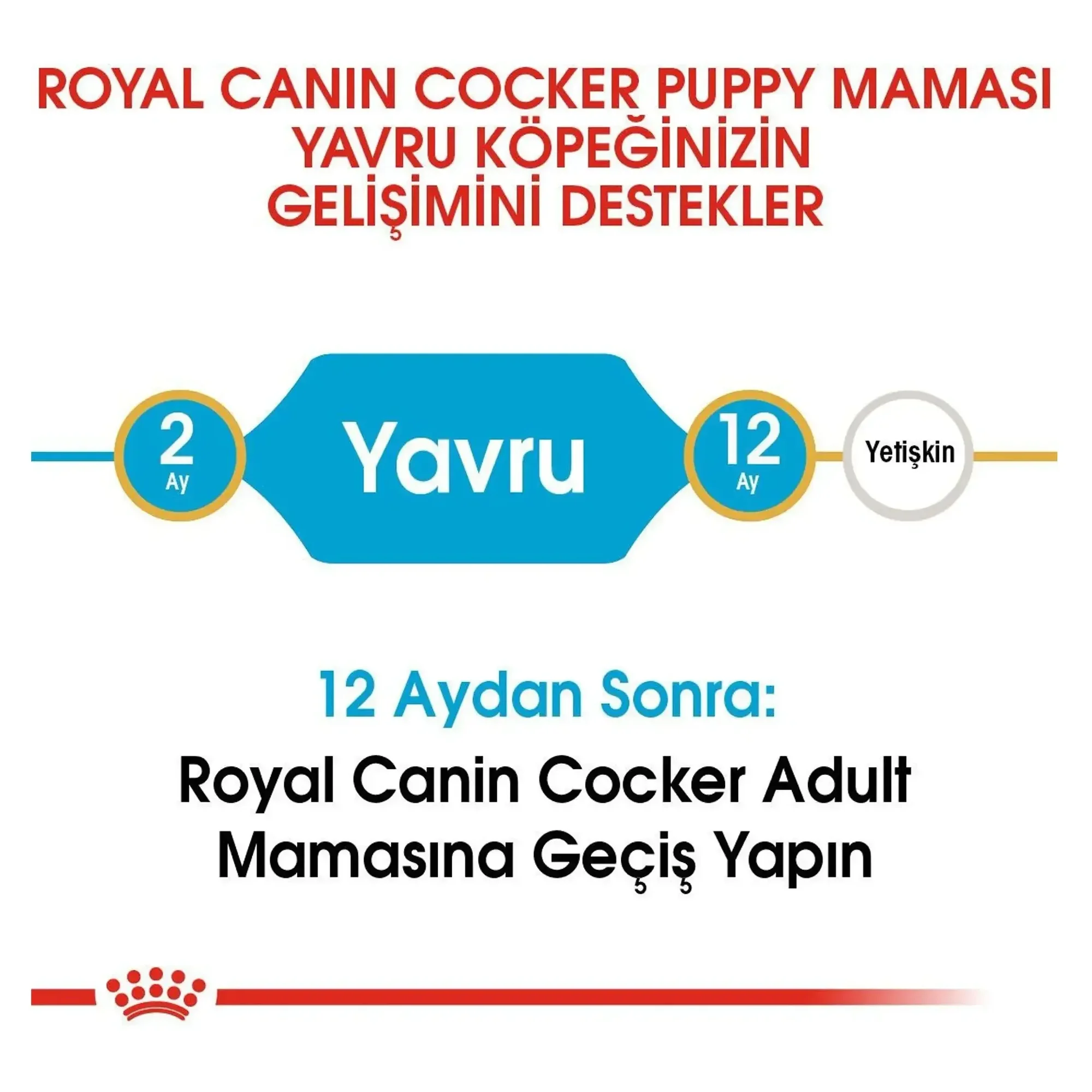 Royal Canin Royal Canin Cocker Junior Yavru Köpek Maması 3 KG — Normal, 3.1 kg — Görsel 5
