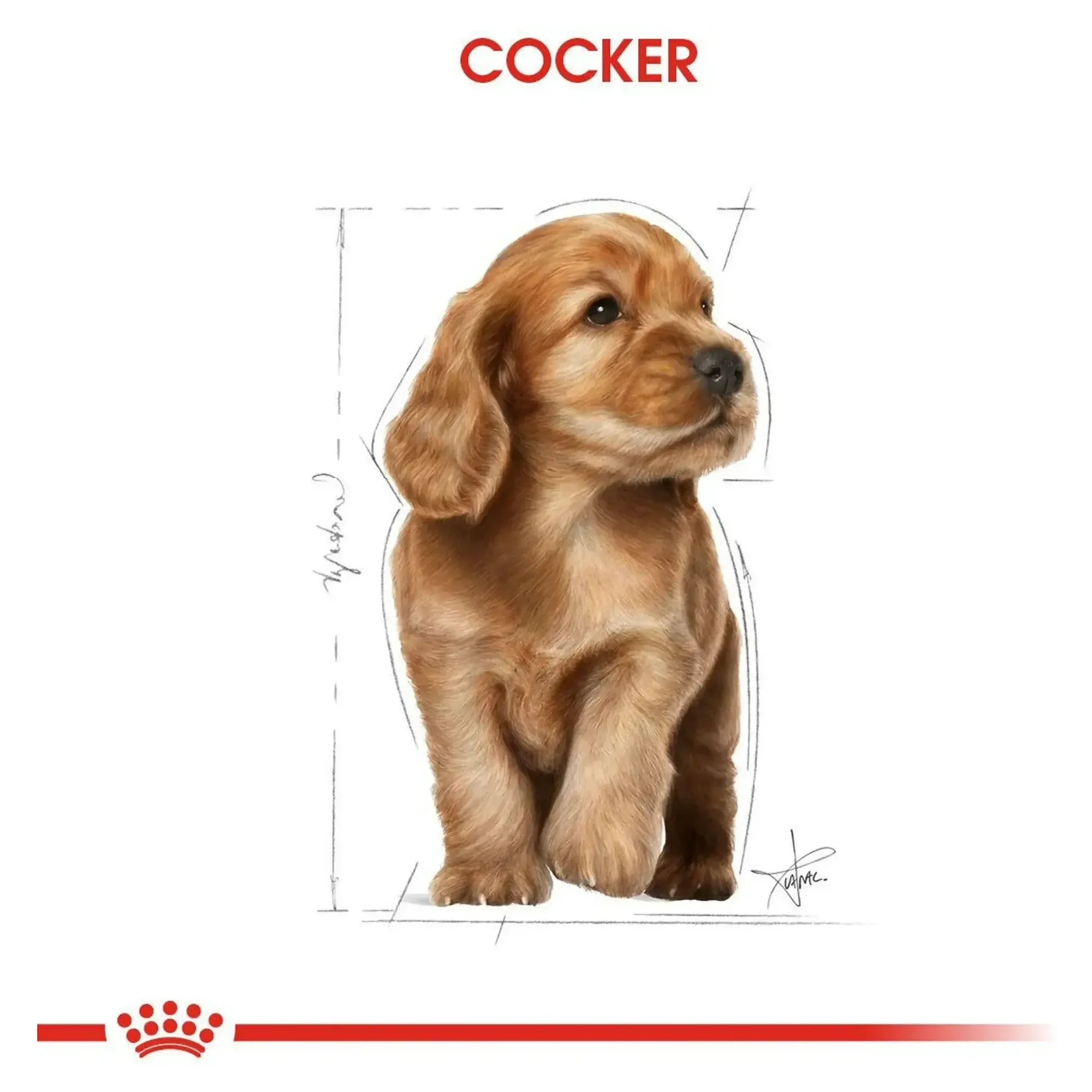 Royal Canin Royal Canin Cocker Junior Yavru Köpek Maması 3 KG — Normal, 3.1 kg — Görsel 6