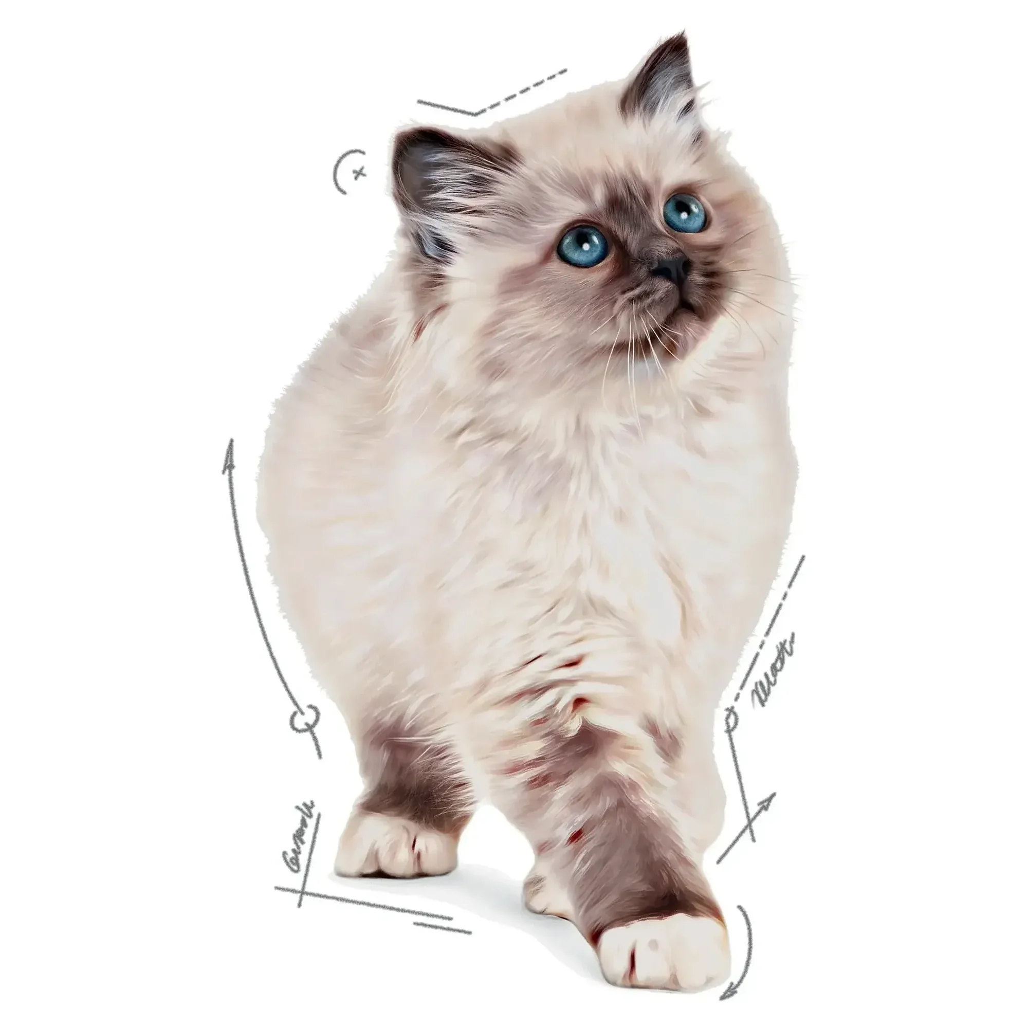 Royal Canin Royal Canin Jelly Kitten Yavru Yaş Kedi Maması 85 G — Normal, 89 g — Görsel 3