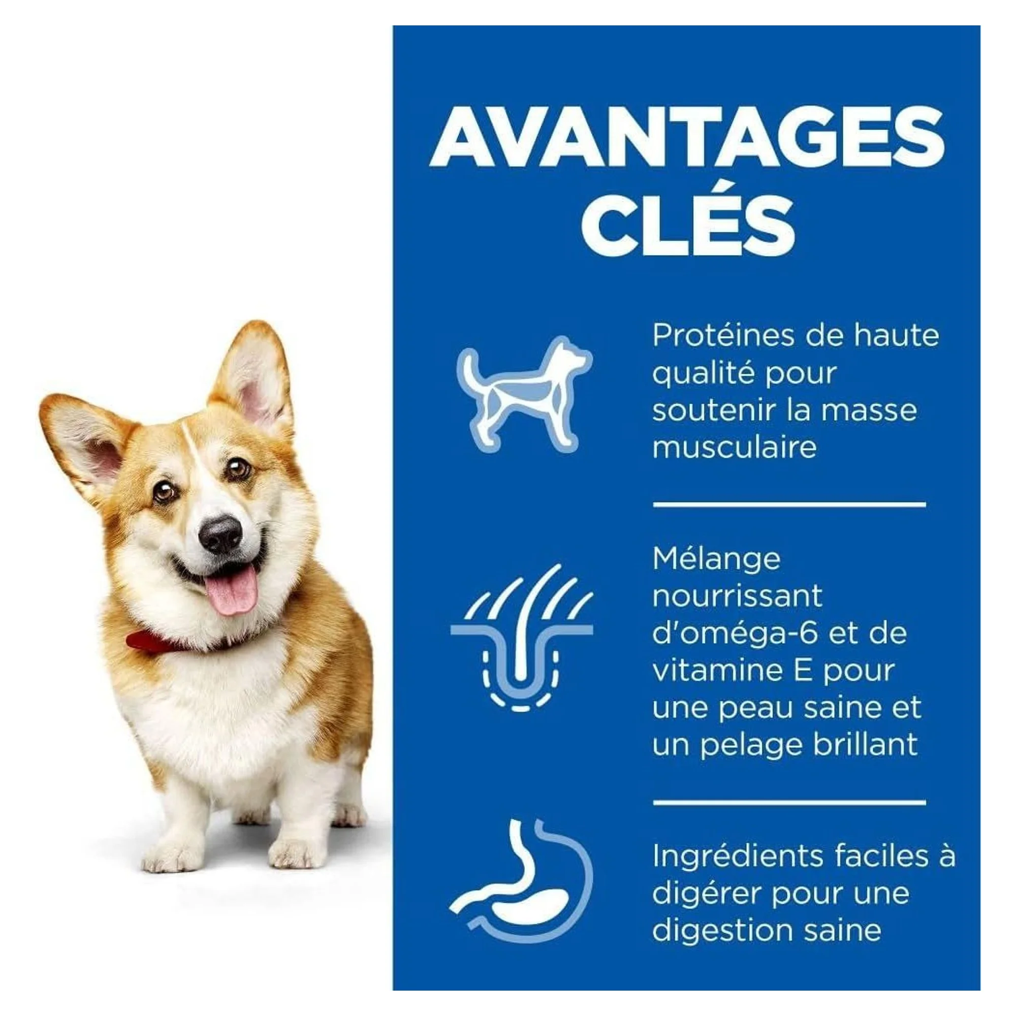 Hill's Science Plan Hill's Tavuklu Küçük ve Mini Irk Yetişkin Köpek Maması 6 KG — Normal, 6 kg — Görsel 3
