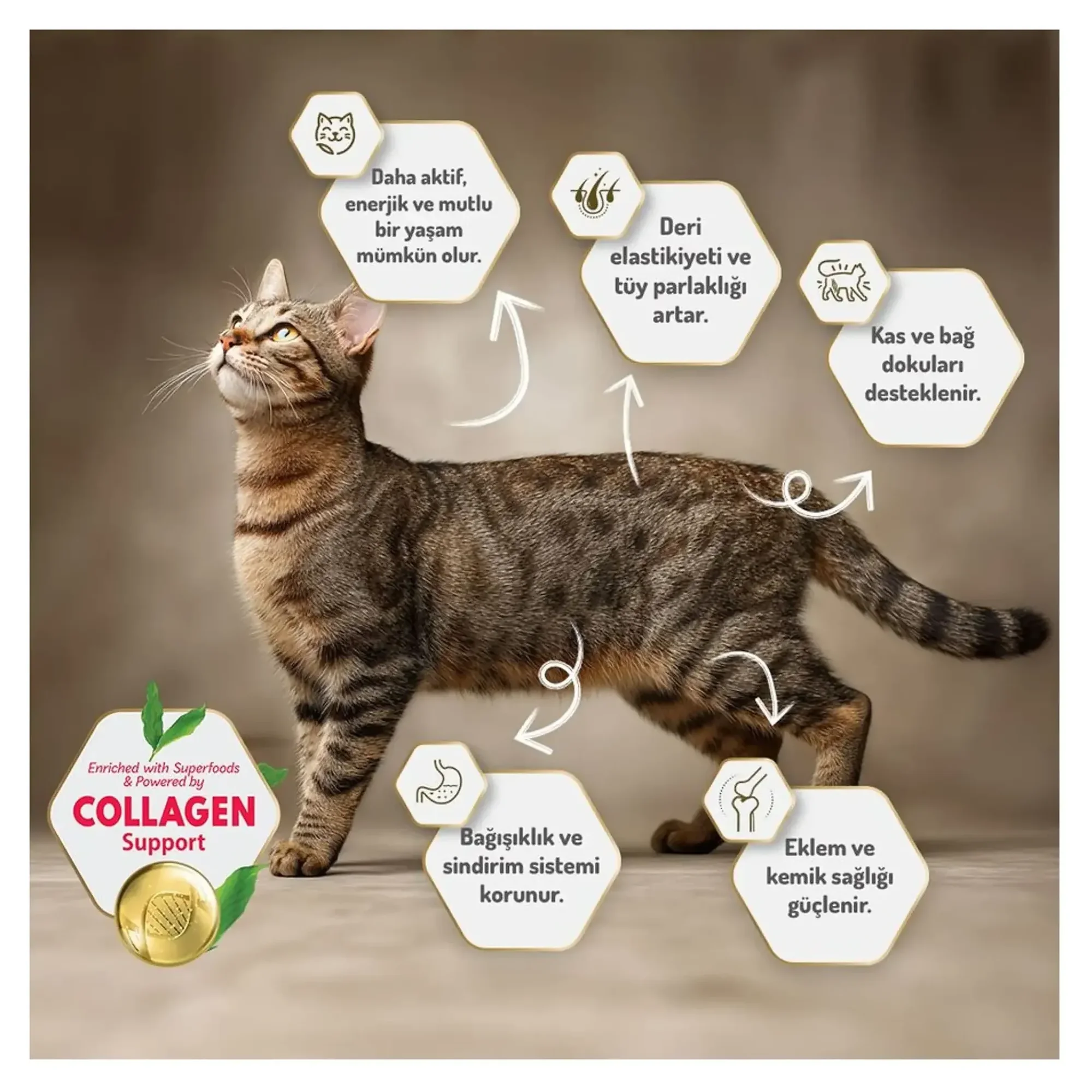 Felicia Felicia Somonlu Az Tahıllı Yetişkin Kedi Maması 12 KG — Normal, 12.3 kg — Görsel 6
