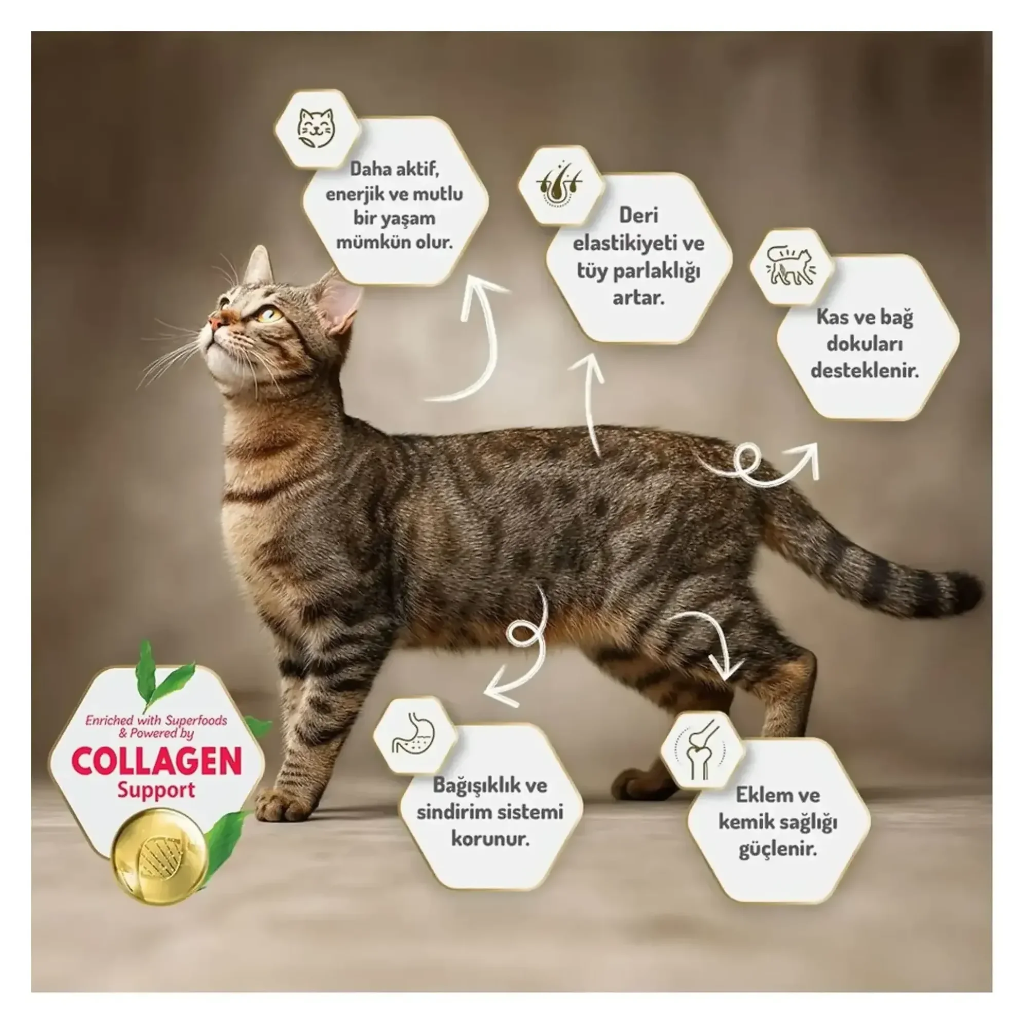 Felicia Felicia Sensitive Care Az Tahıllı Kuzu Etli Yetişkin Kedi Mamas 12 KG — Normal, 12.1 kg — Görsel 6