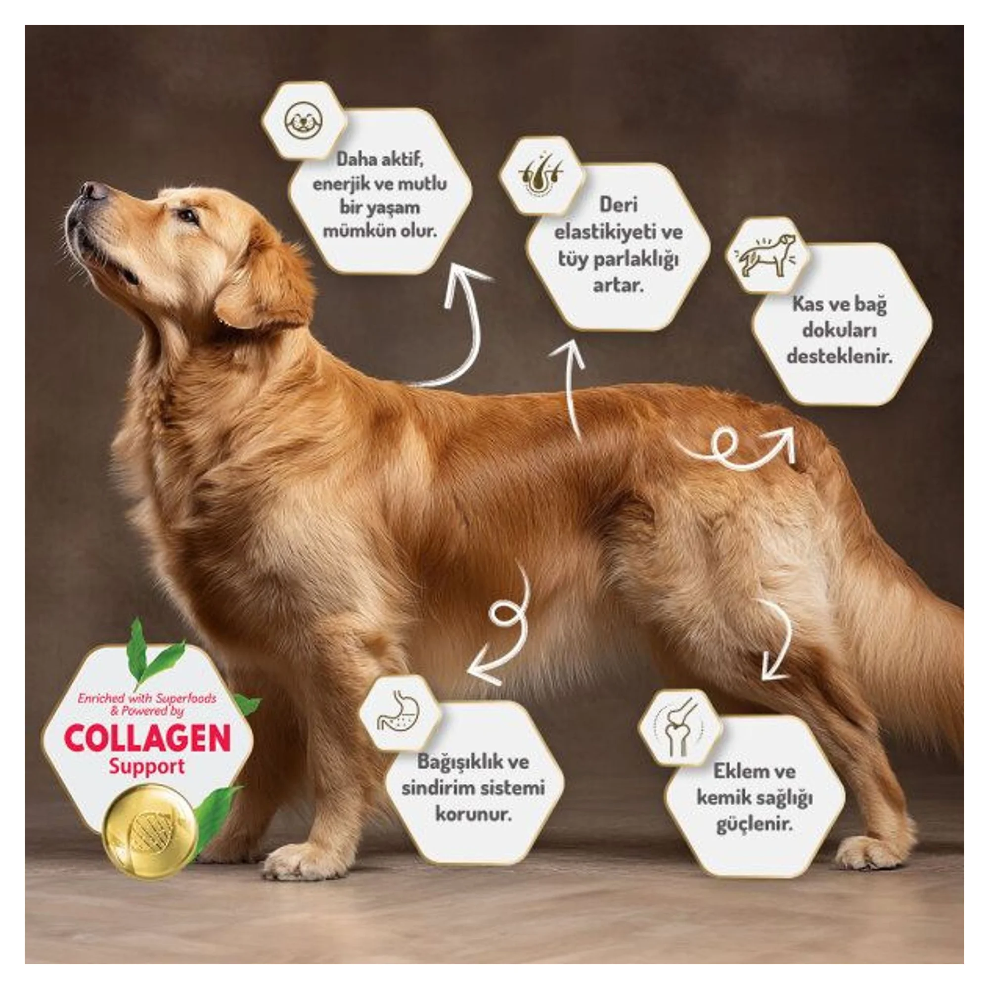 Felicia Felicia Digest Care Kolajen Destekli Az Tahıllı Kuzu Etli Büyük ve Orta Irk Yetişkin Köpek Maması 3 KG — Normal — Görsel 5