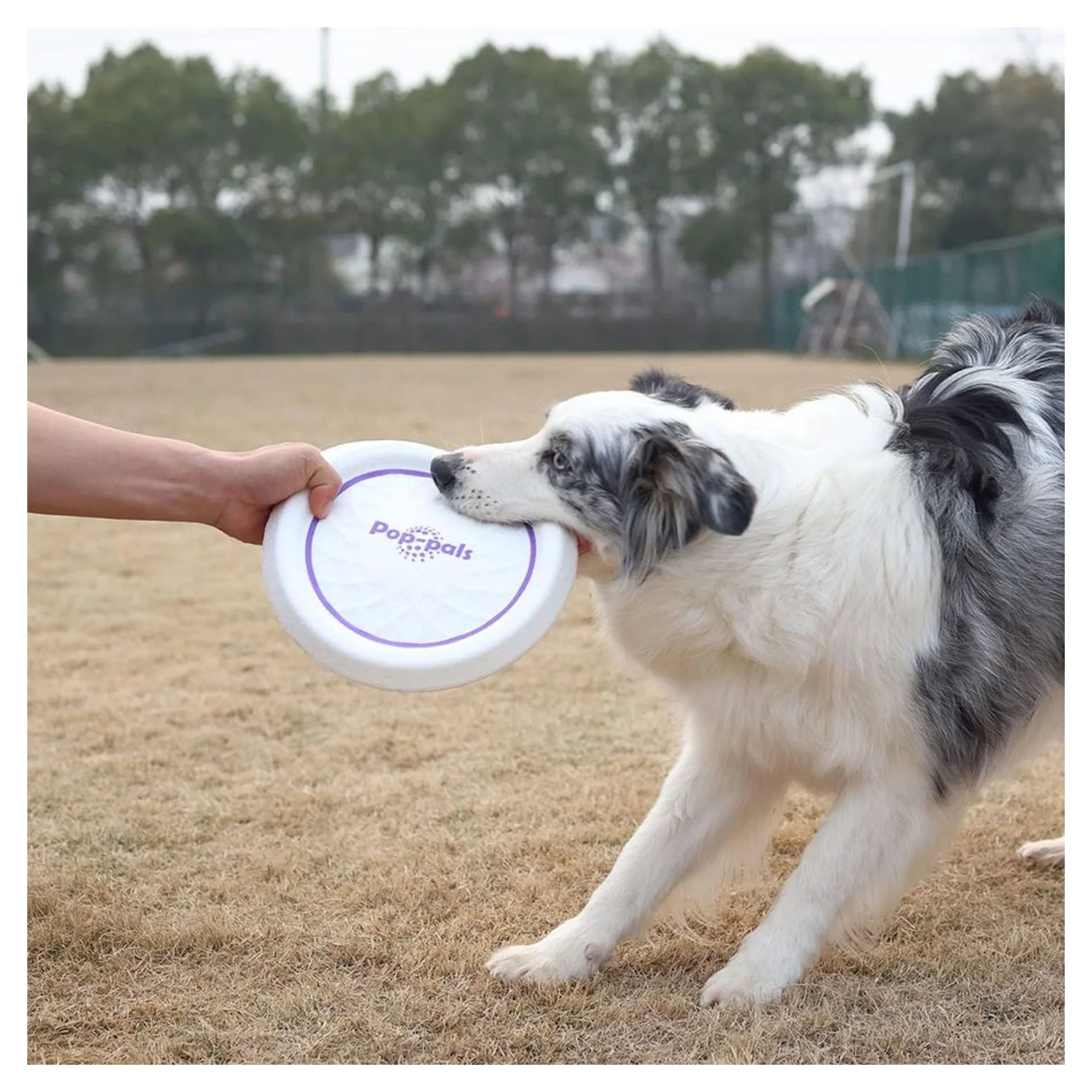 Gigwi Gigwi Medium Köpek Frizbi Oyuncağı — Frizbi Oyuncaklar — Görsel 4