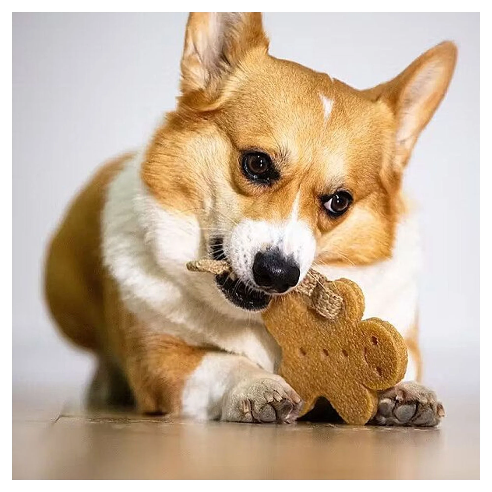 Gigwi Gum Gum Kurabiye Adam Köpek Oyuncağı — Plastik ve Kauçuk Oyuncaklar — Görsel 4