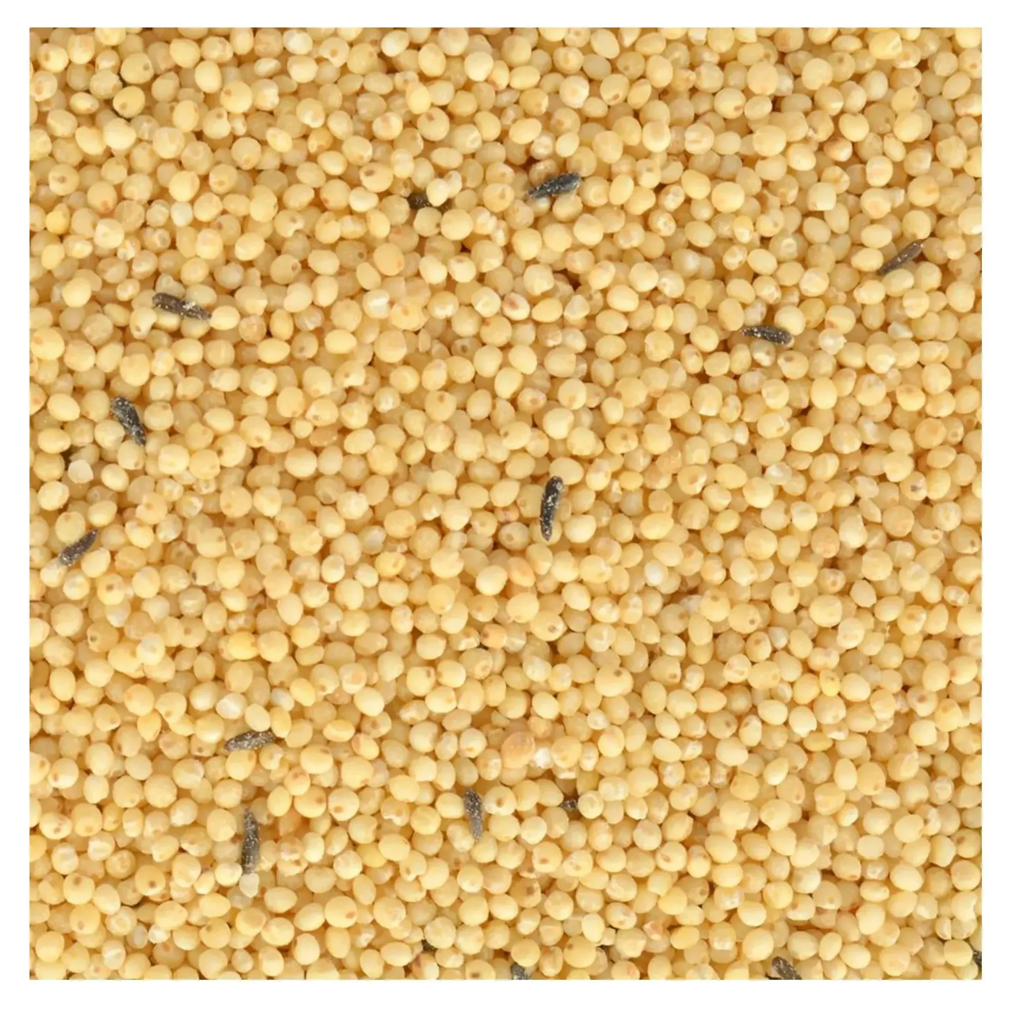 Quik Quik Special Kabuksuz Muhabbet Kuşu Yemi 400 G — Muhabbet Kuşu Yemleri, 410 g — Görsel 3