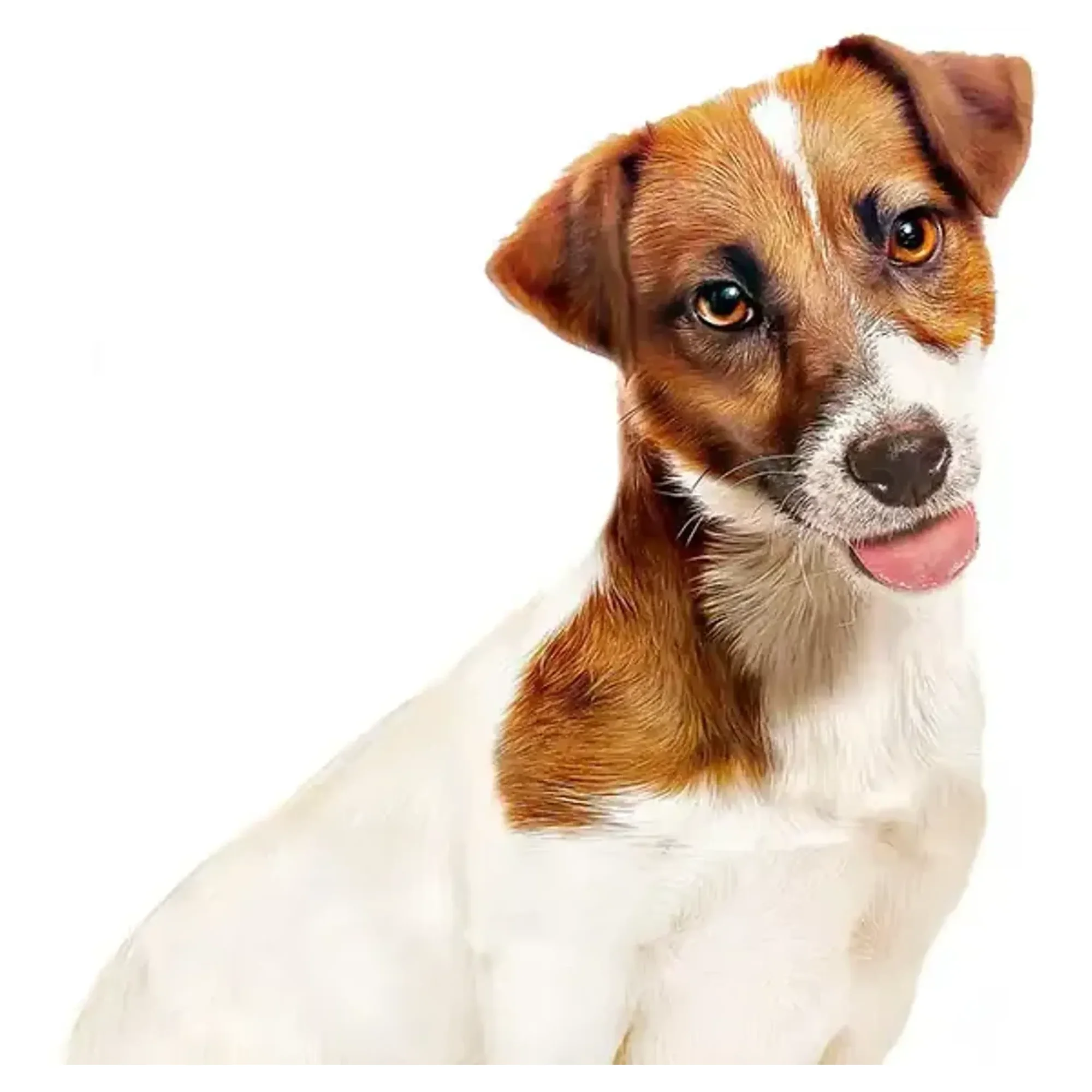 Royal Canin Royal Canin Küçük Irk Konserve Köpek Maması 195 G — Normal, 205 g — Görsel 3