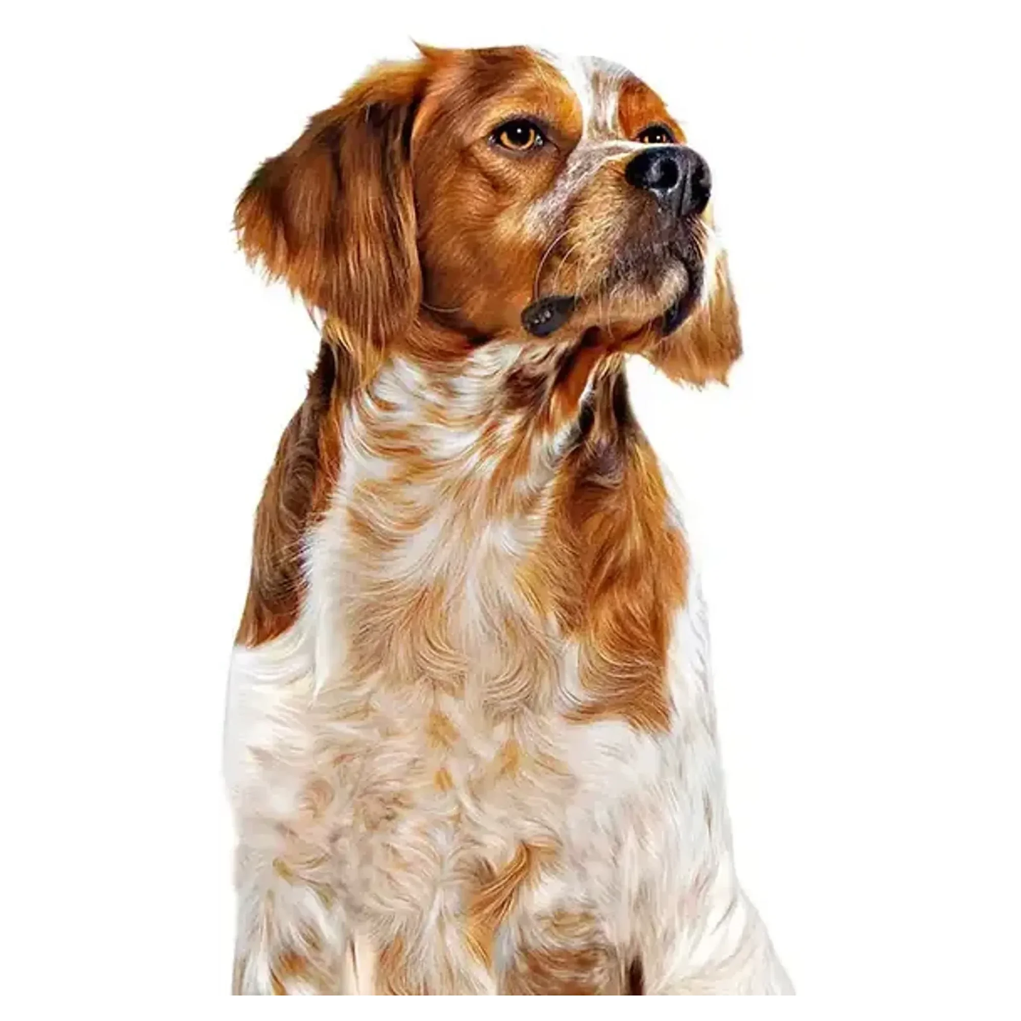 Royal Canin Royal Canin Orta Irk Konserve Yetişkin Köpek Maması 410 G — Normal, 420 g — Görsel 3