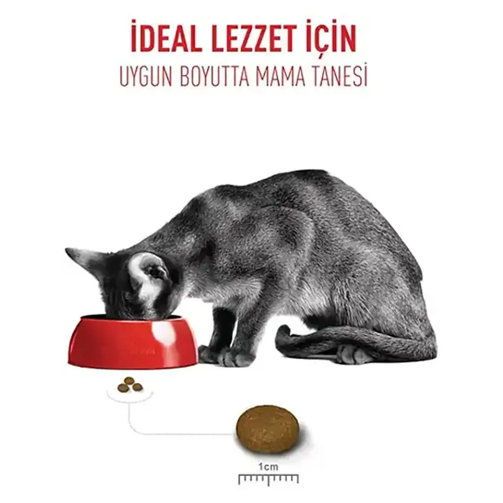 Royal Canin Royal Canin Fussy Cat Seçici Kediler İçin Yetişkin Kedi Maması 2 KG — Normal, 2 kg — Görsel 3