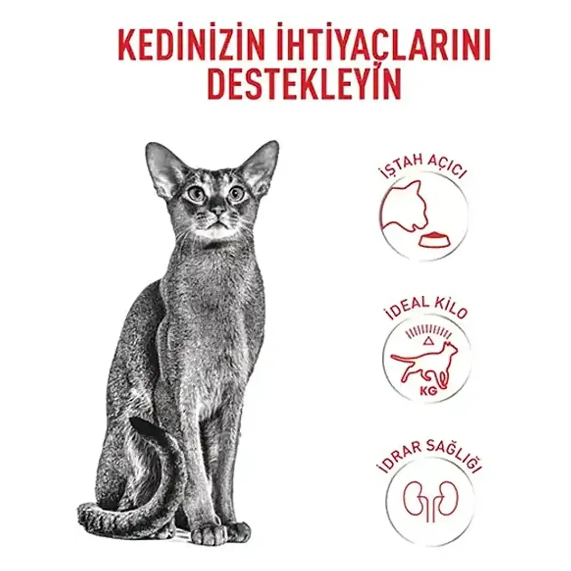 Royal Canin Royal Canin Fussy Cat Seçici Kediler için Yetişkin Kedi Maması 4 KG — Normal, 4 kg — Görsel 5