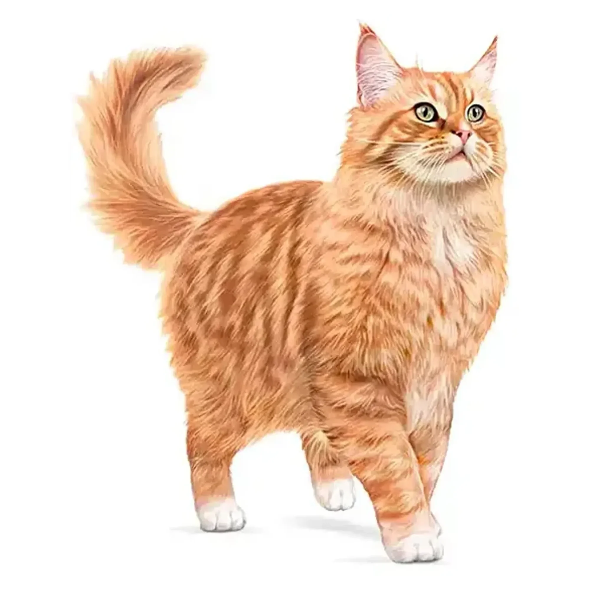 Royal Canin Royal Canin Healthy Ageing 11+ Yaşlı Kedi Maması 2 KG — 2 kg — Görsel 4